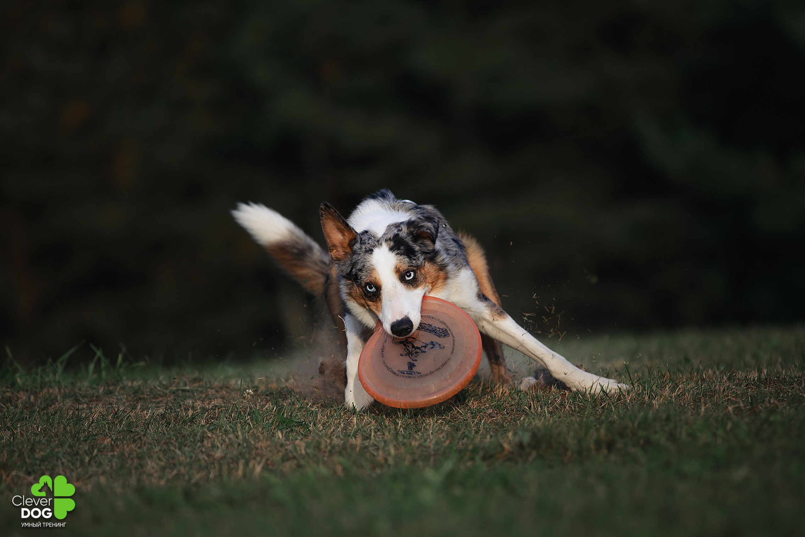 Кинологический лагерь CleverDog, 2024. Фотограф-анималист Mary Mart — Москва, Питер