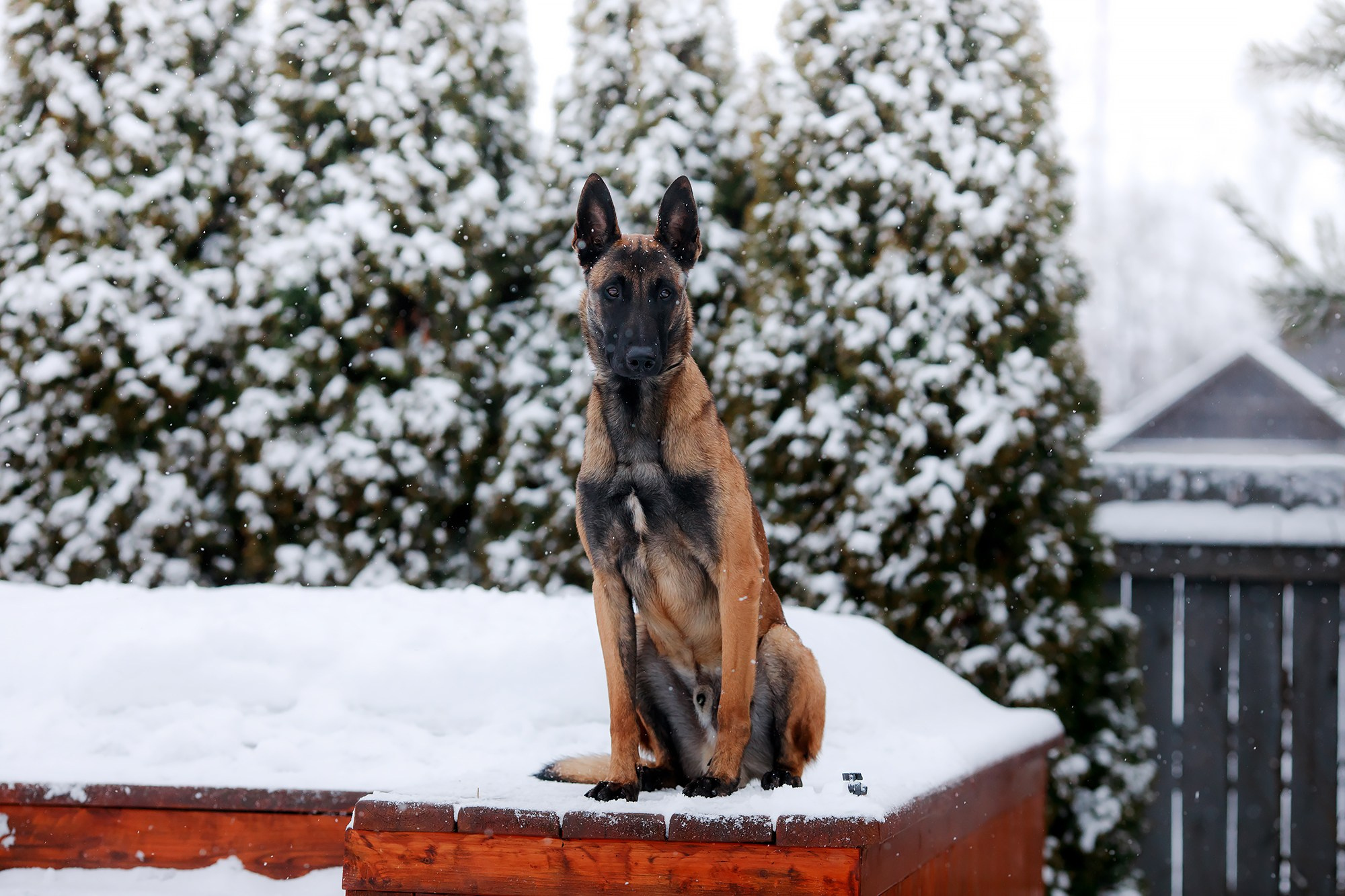 Зимние портреты. Фотограф-анималист Mary Mart — Москва, Питер