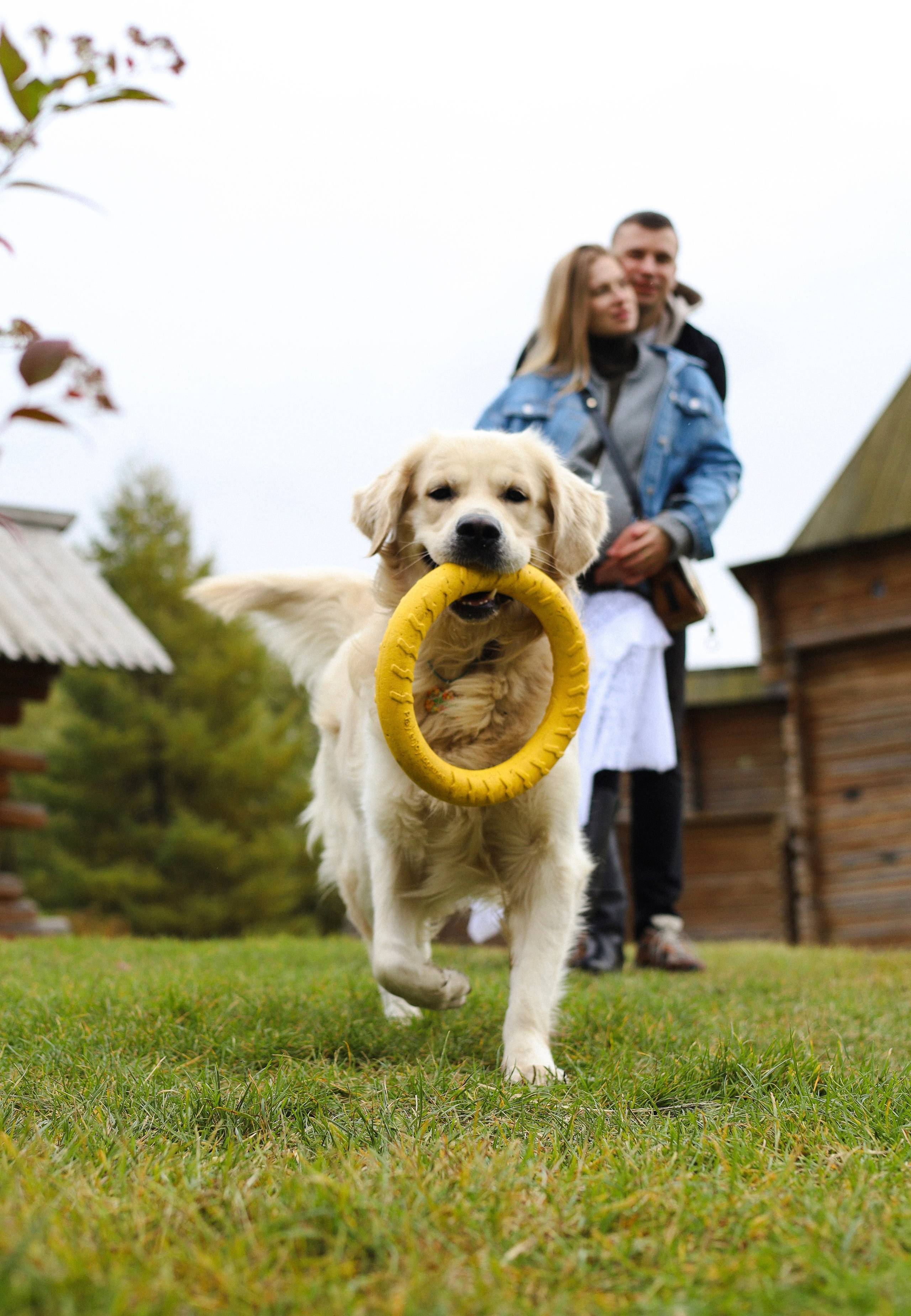 Фрэнк, Даша и Максим. Фотограф-анималист Ксения Шевцова|Москва