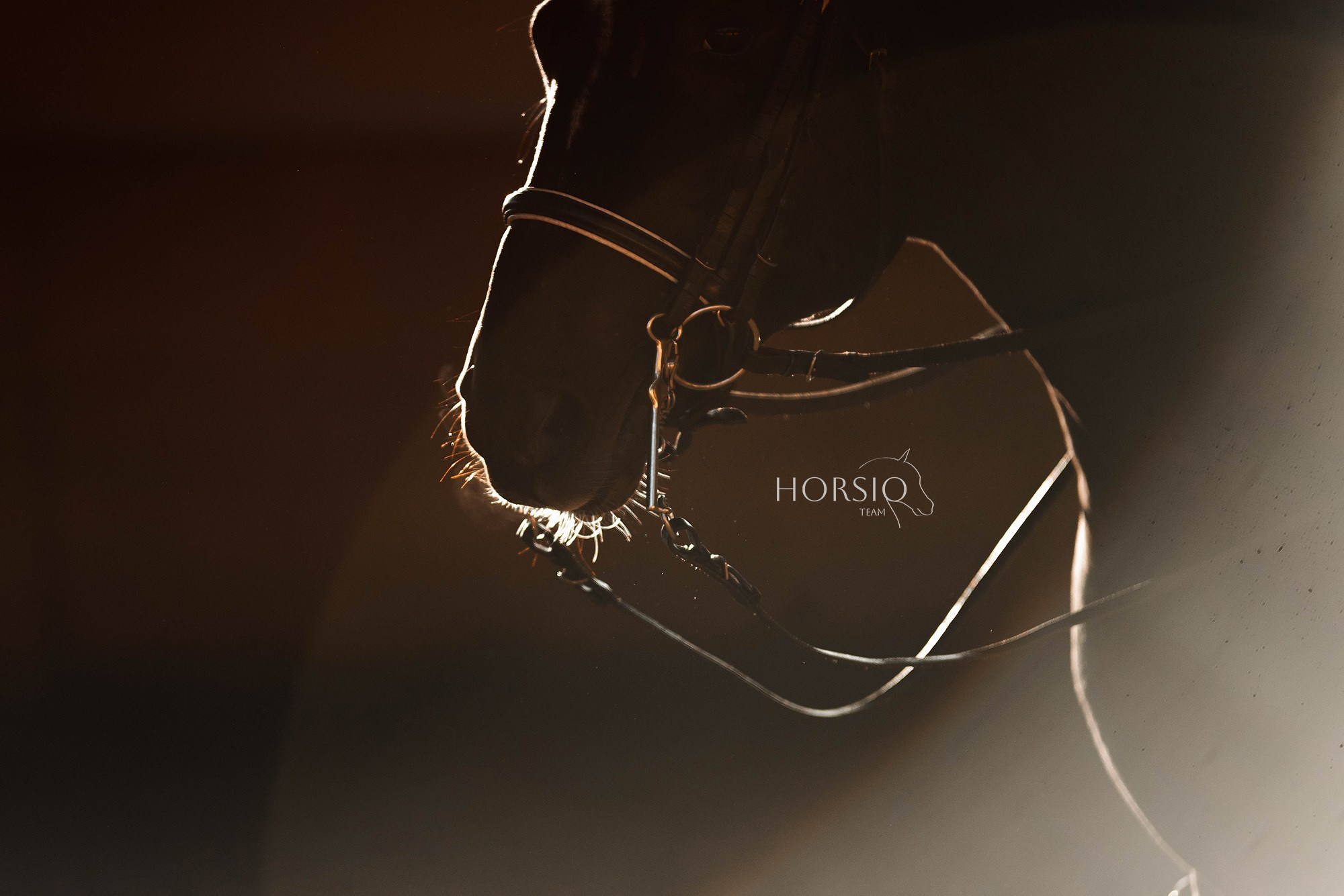 HORSIO тренировка. Конный фотограф Куракина Дарья • Фотосессии с лошадьми