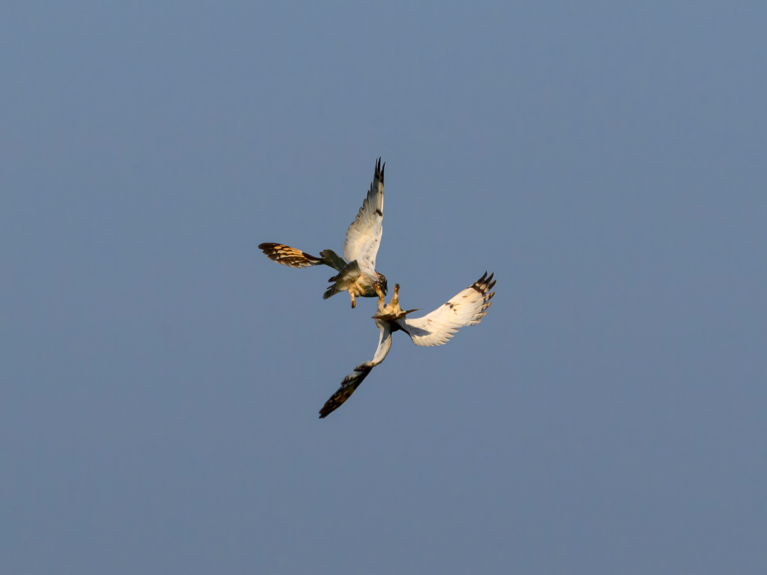 Совы делят территорию. Фотограф Сергей Пупонин