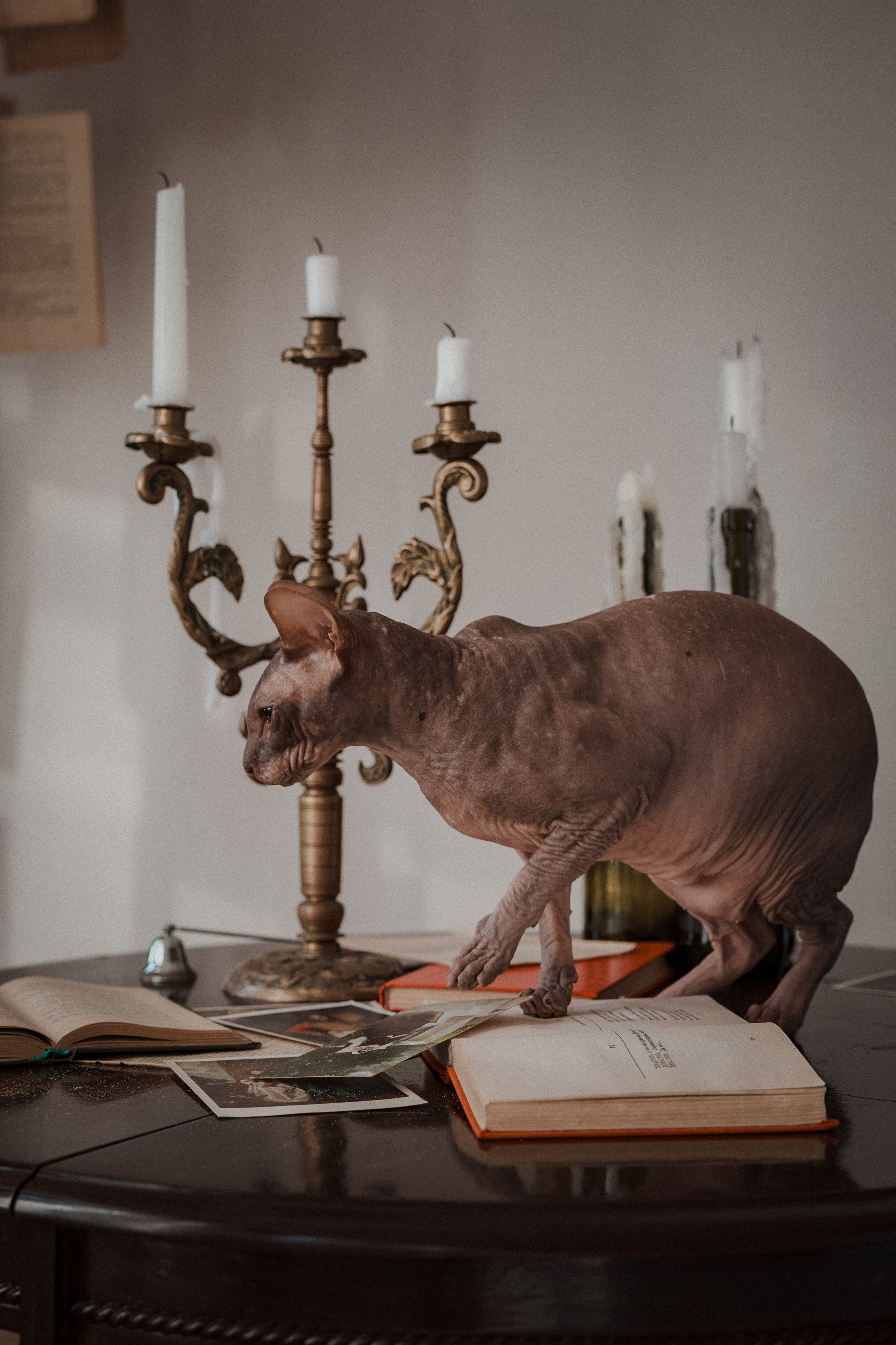 Мария, коты Рамсик и Вася. Фотограф анималист в Казани Алина Сулейманова. Фотограф животных