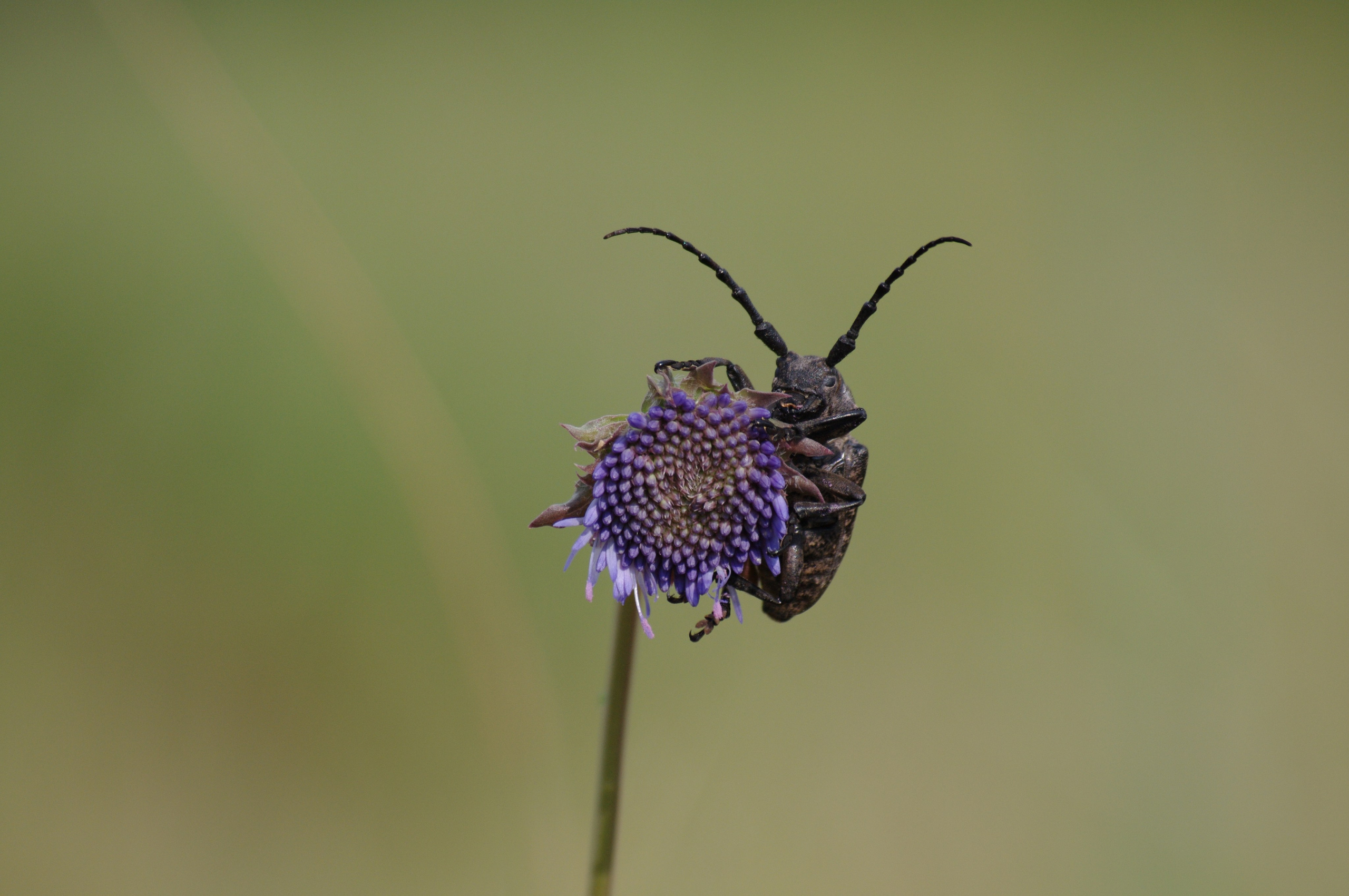 Хитин. Семоха Валерий. Фотограф