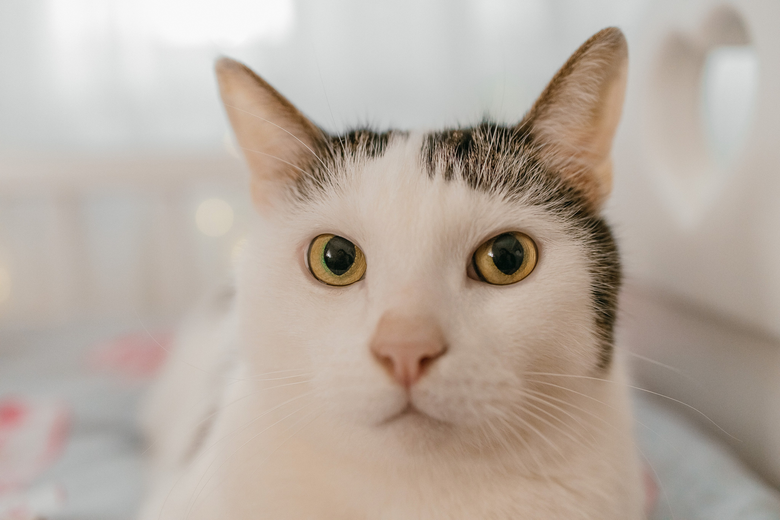 Ballet 🎄. Фотограф в Санкт-Петербурге Виктория Безверхая