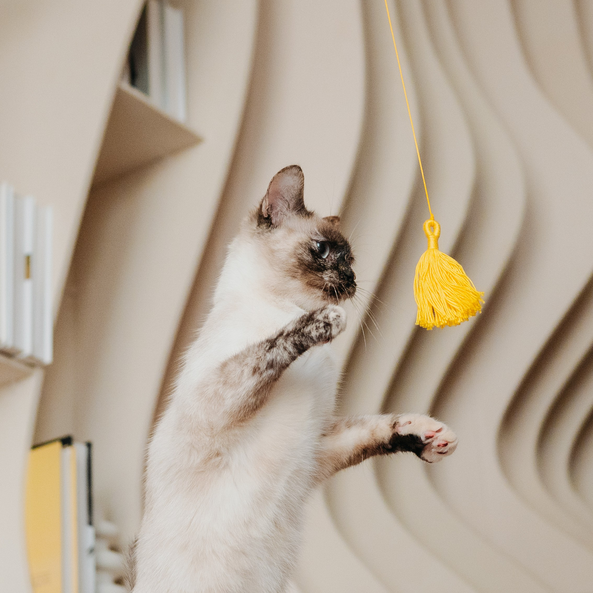 Cosmodog. Миски и лакомства. Семейный фотограф анималист Ананьева Мария — Москва