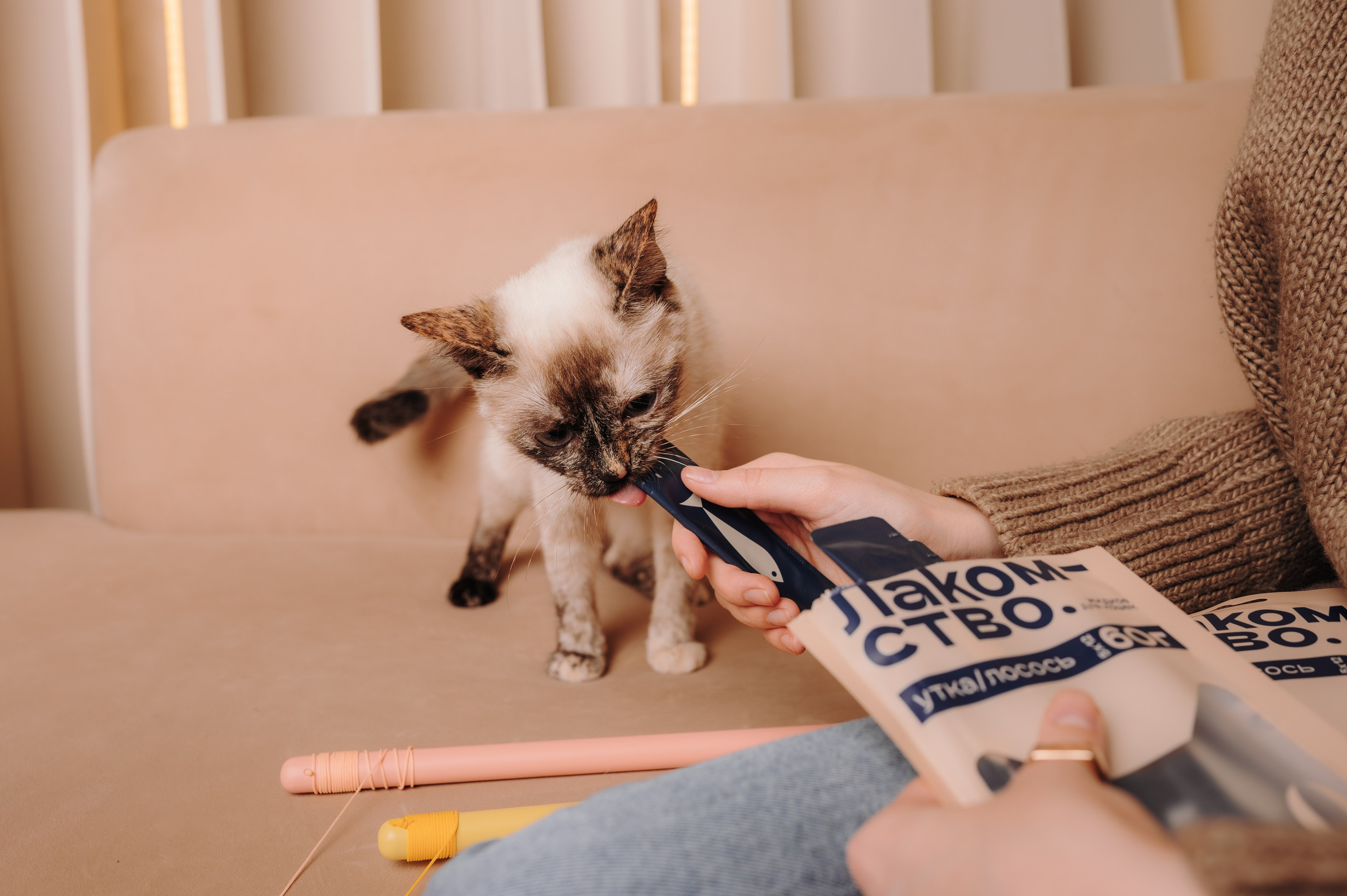 Cosmodog. Миски и лакомства. Семейный фотограф анималист Ананьева Мария — Москва