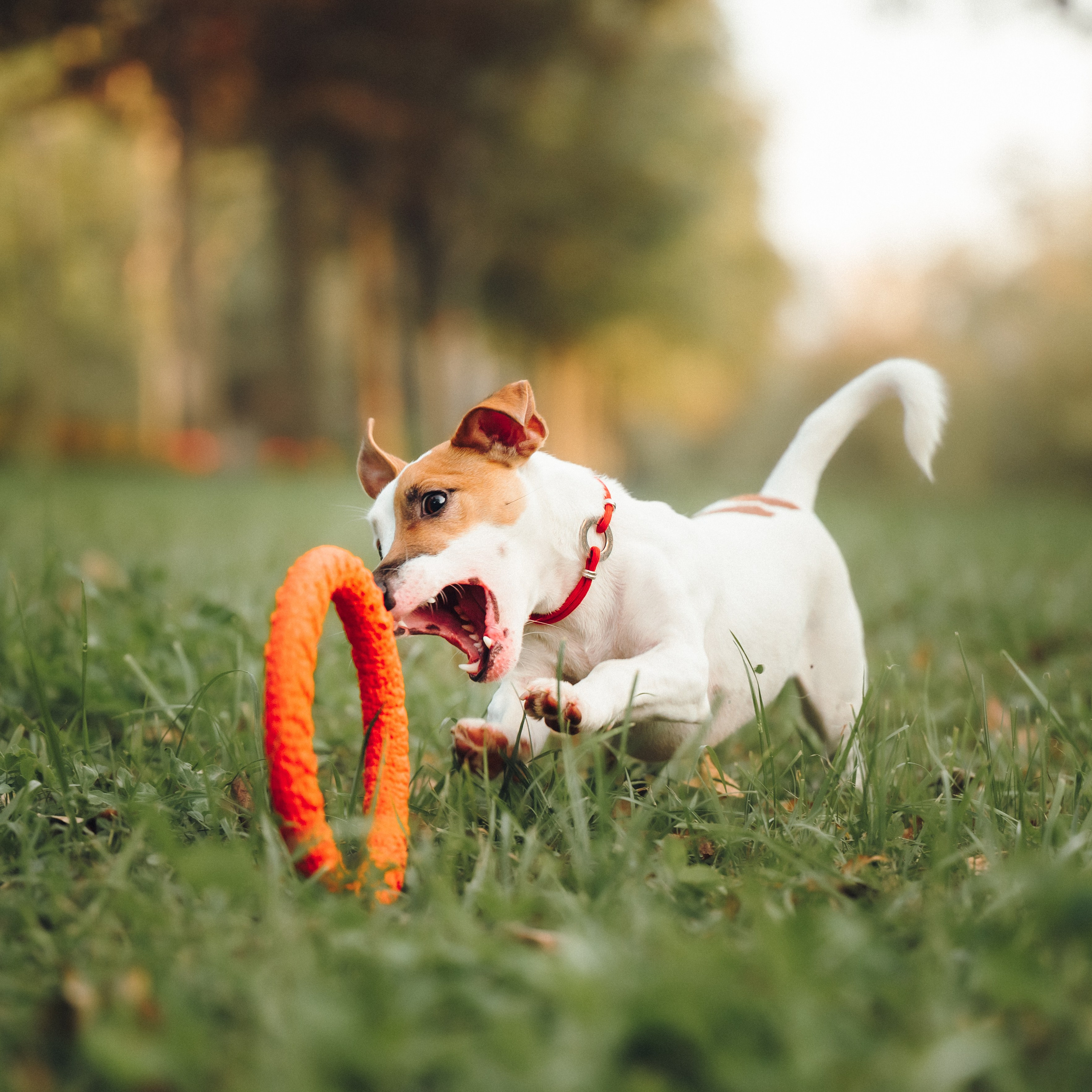 Алена, Илья, Даня и Данте. Семейный фотограф анималист Ананьева Мария — Москва