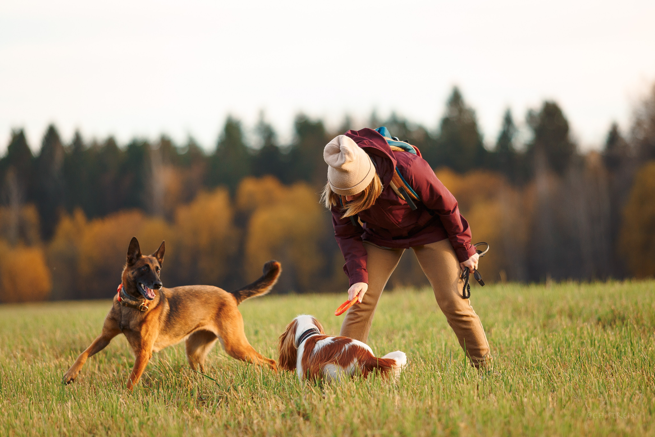 Октябрьский закат в полях. Алина и Лео. Фотограф-анималист Наталия Чистюхина в г. Сосновый Бор и ЛО