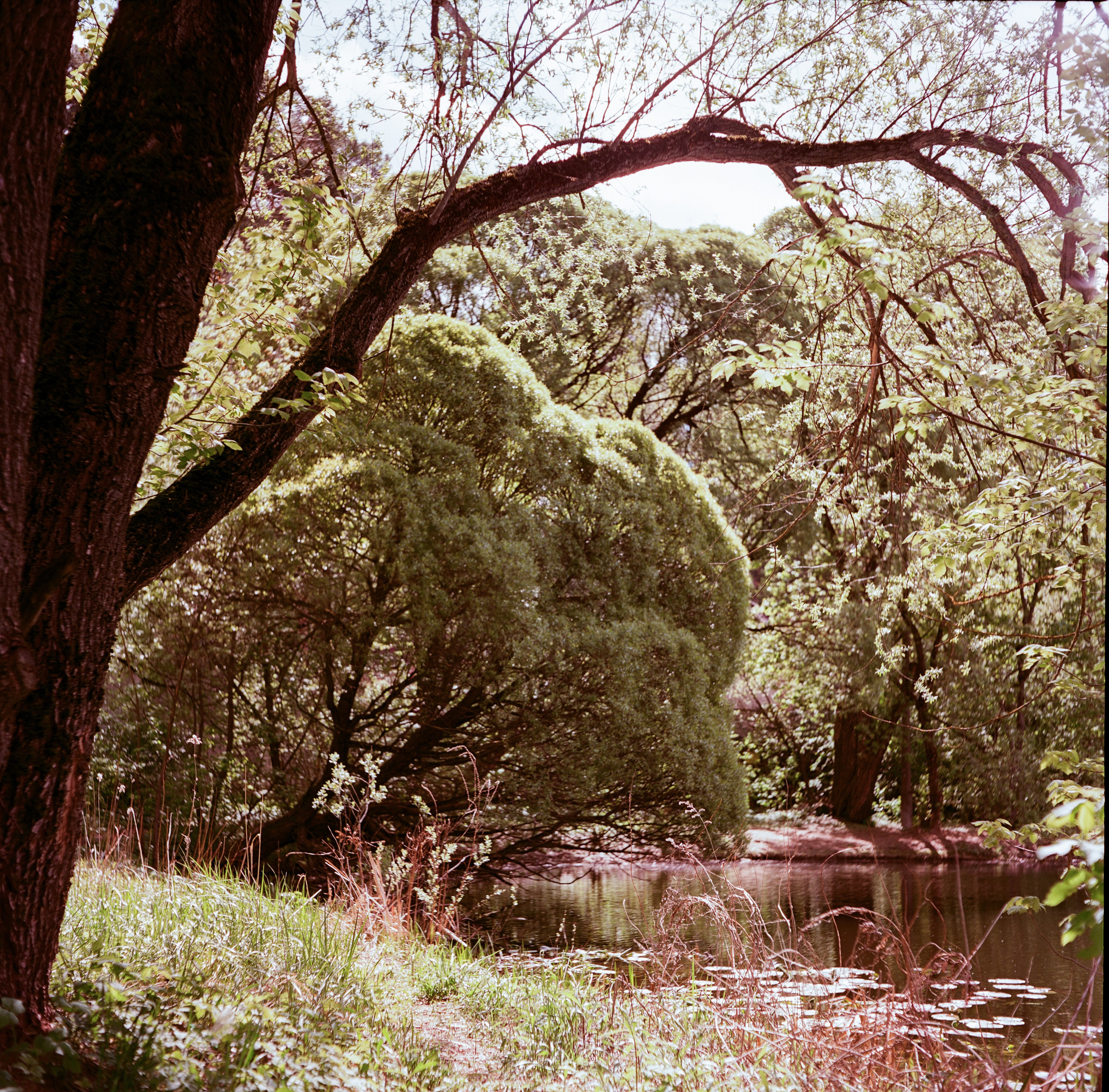 Minolta Autocord | Aeronega ISO 100 (Aerocolor IV) | май 2025 года СерБор