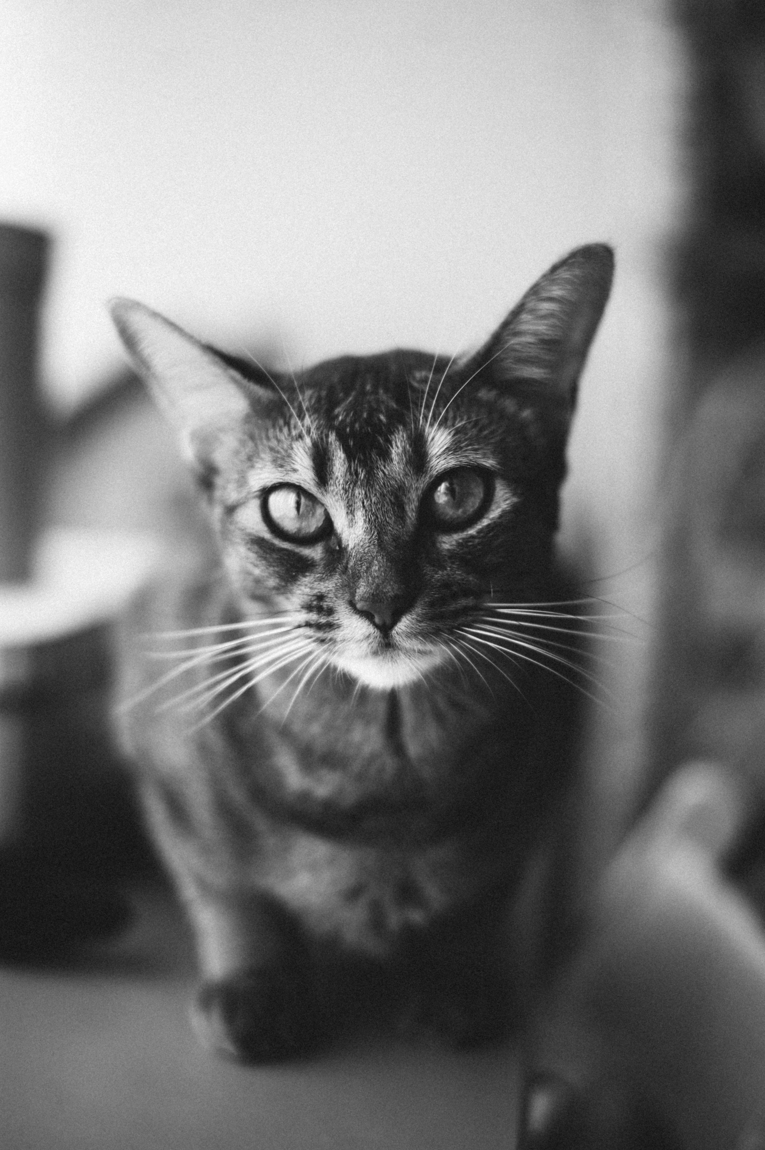 Мама и маленькие доченьки. Фотограф в Саратове Анастасия Гладина