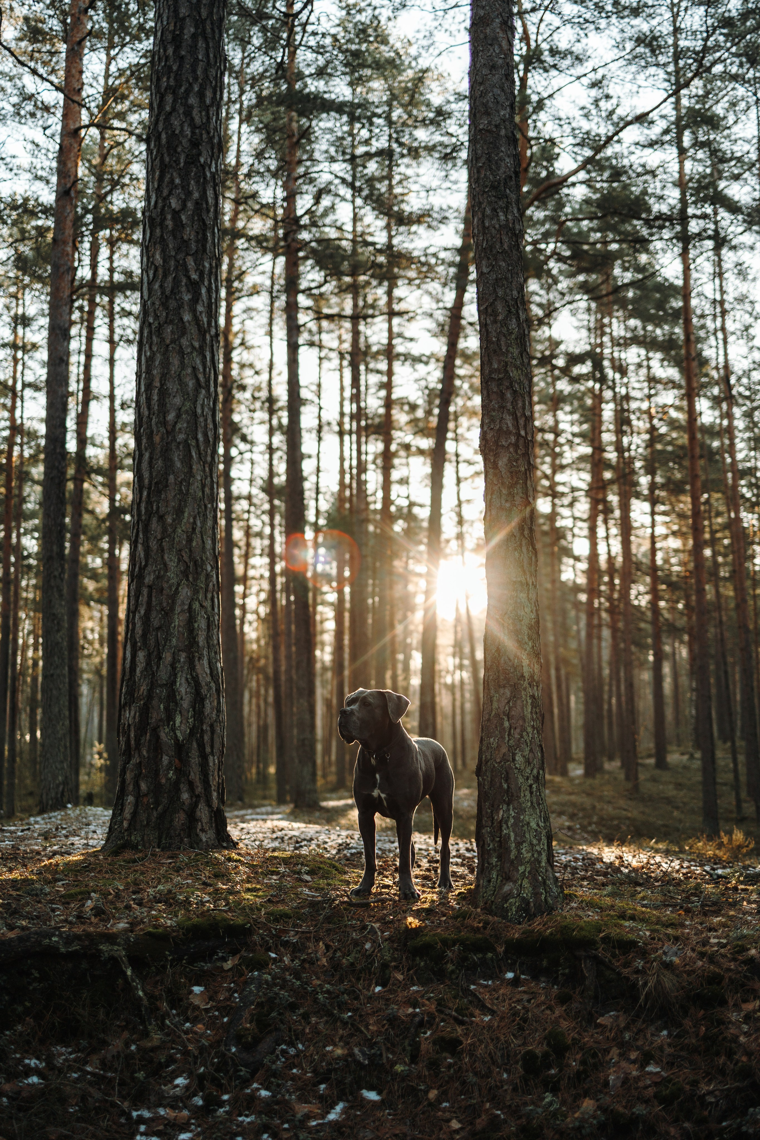 Анна и Лана. Фотограф — Анималист | Санкт-Петербург