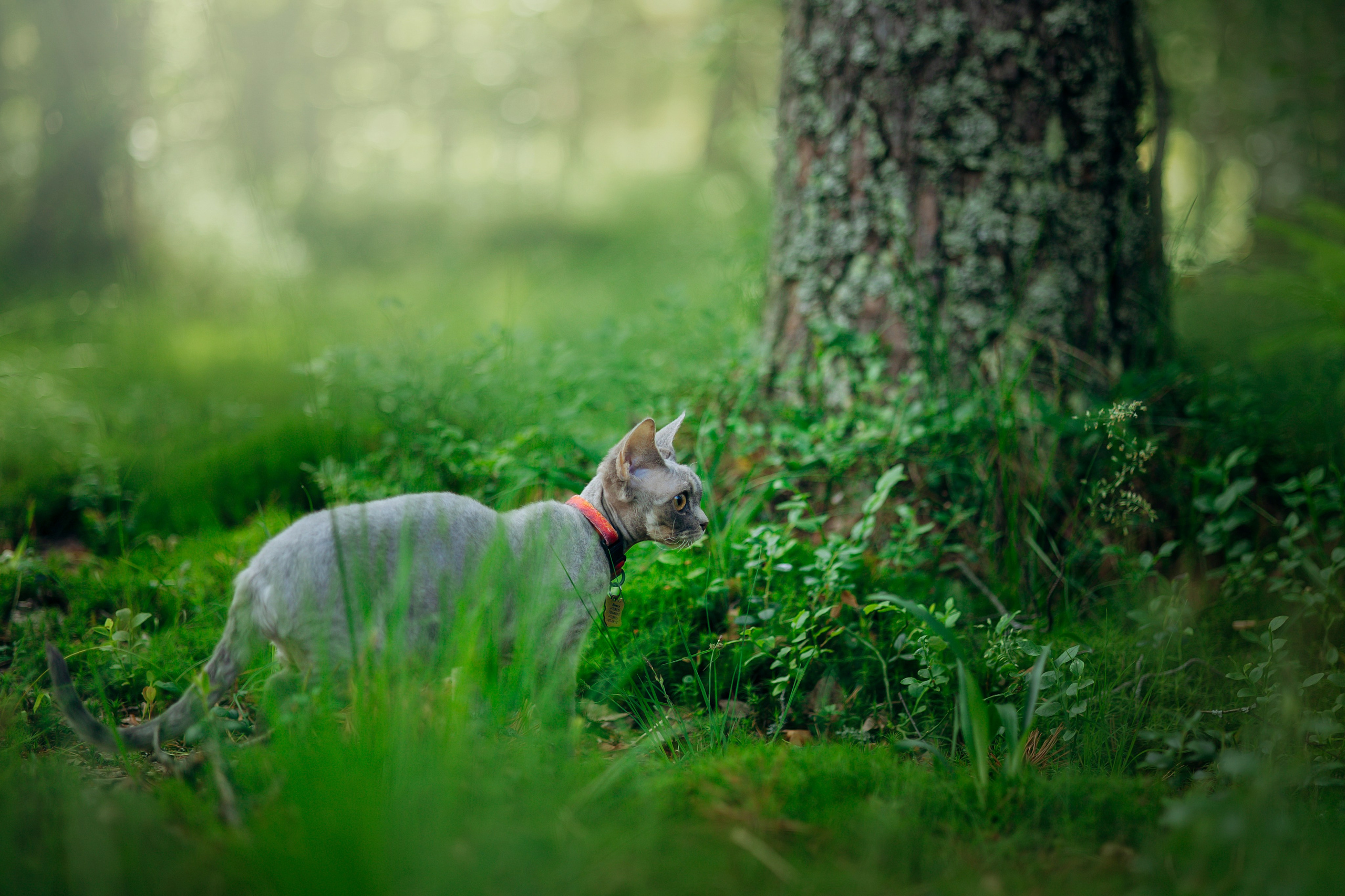 Котофеи и их семья. Фотограф — Анималист | Санкт-Петербург