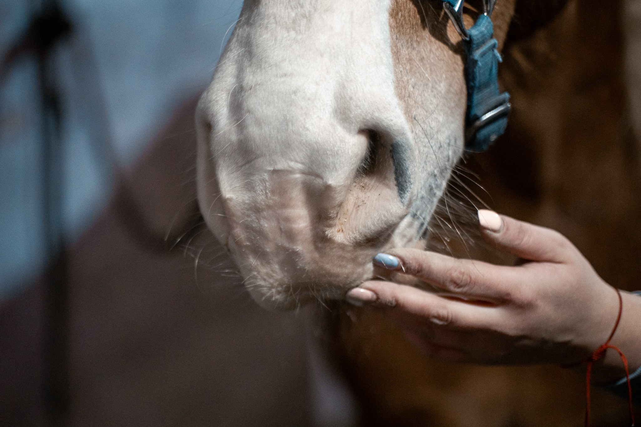 Прогулка с лошадью. Индивидуальный и семейный фотограф Ирина Москвичёва