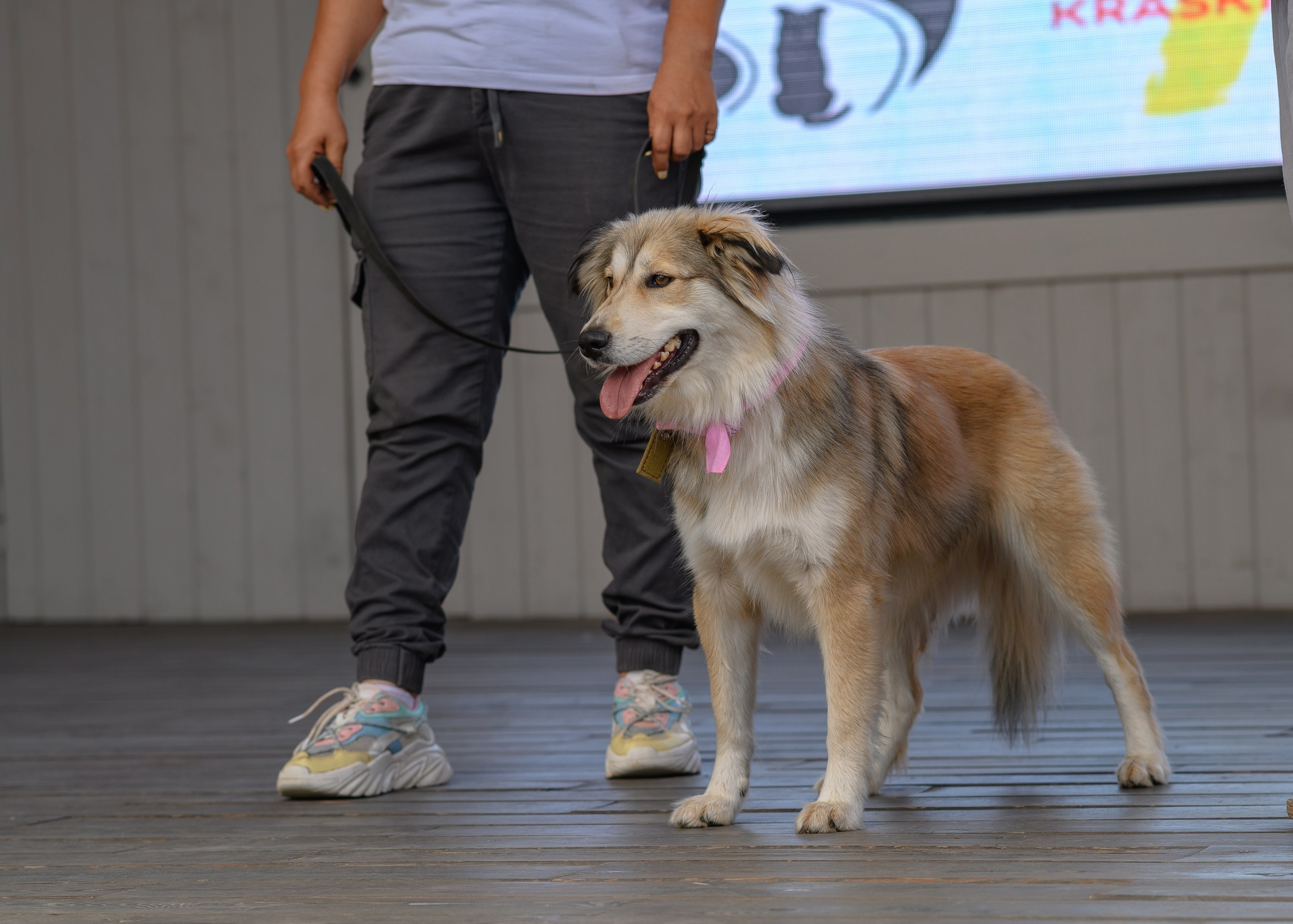 СобачийФест_РынокНаГоре_10082024. Фотограф Александр Данилов