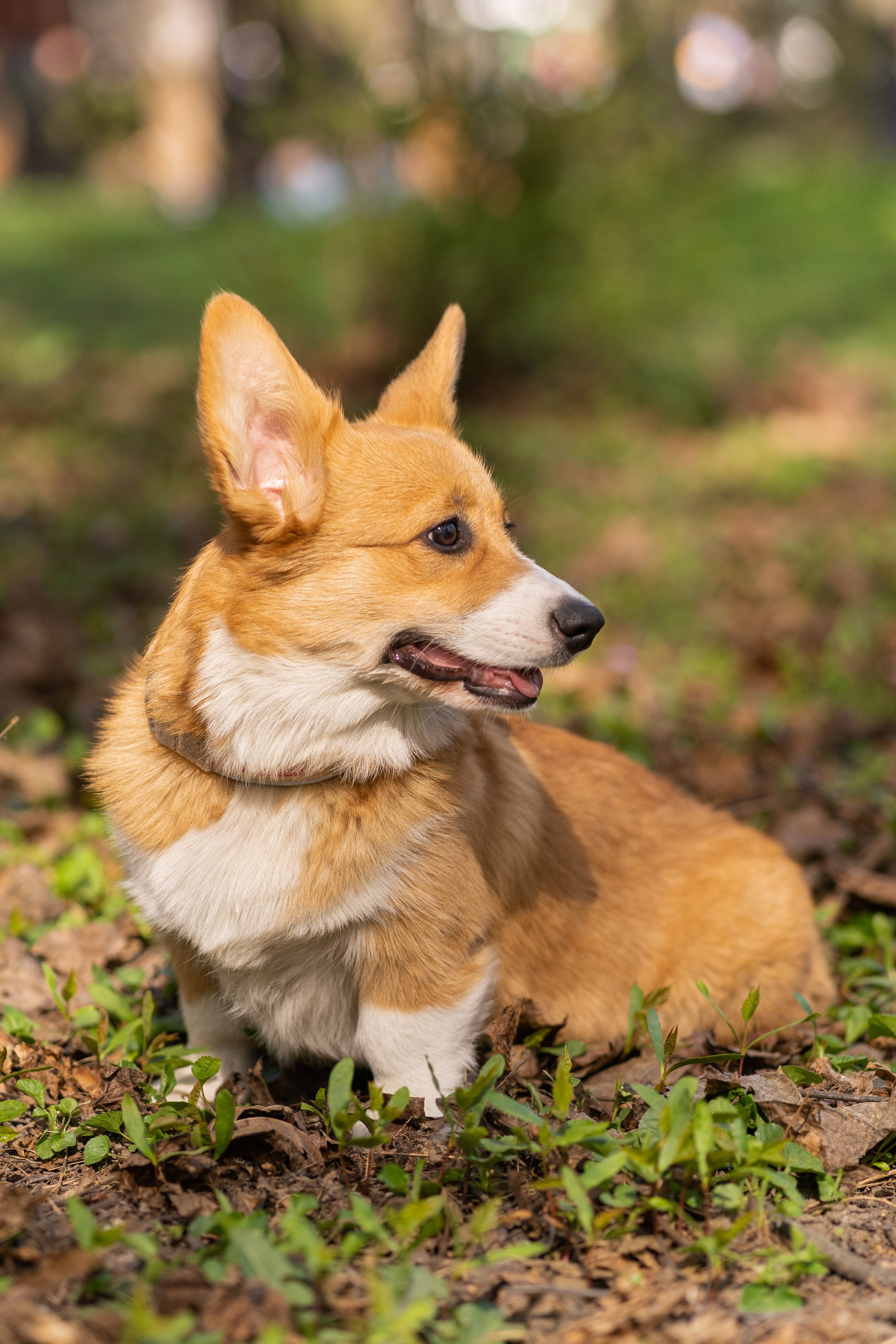 Саша, Настя, Луна. Свадебный фотограф в Москве Анна Полушина