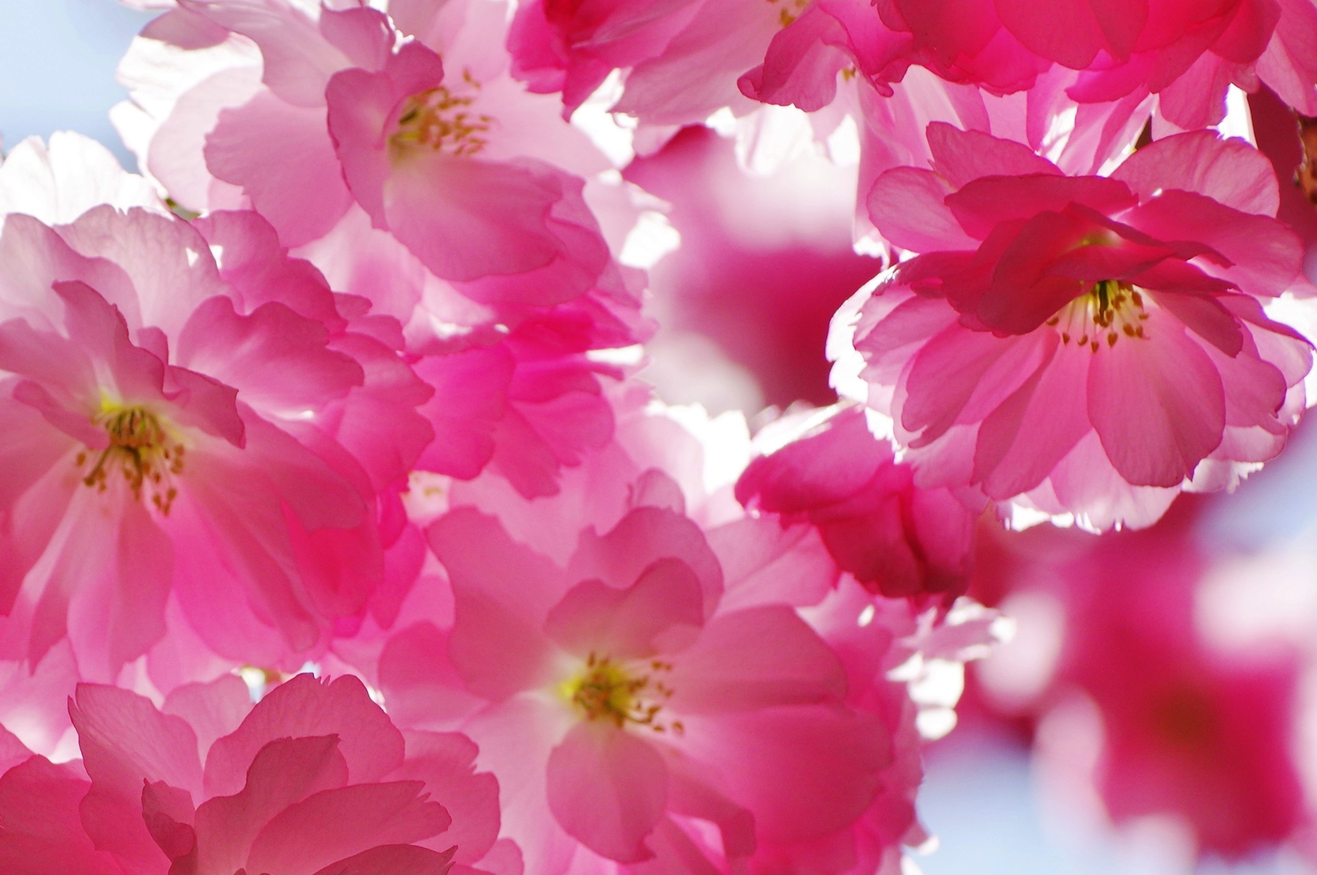 Цветочки-лепесточки. Фотограф Дмитрий Алексеев