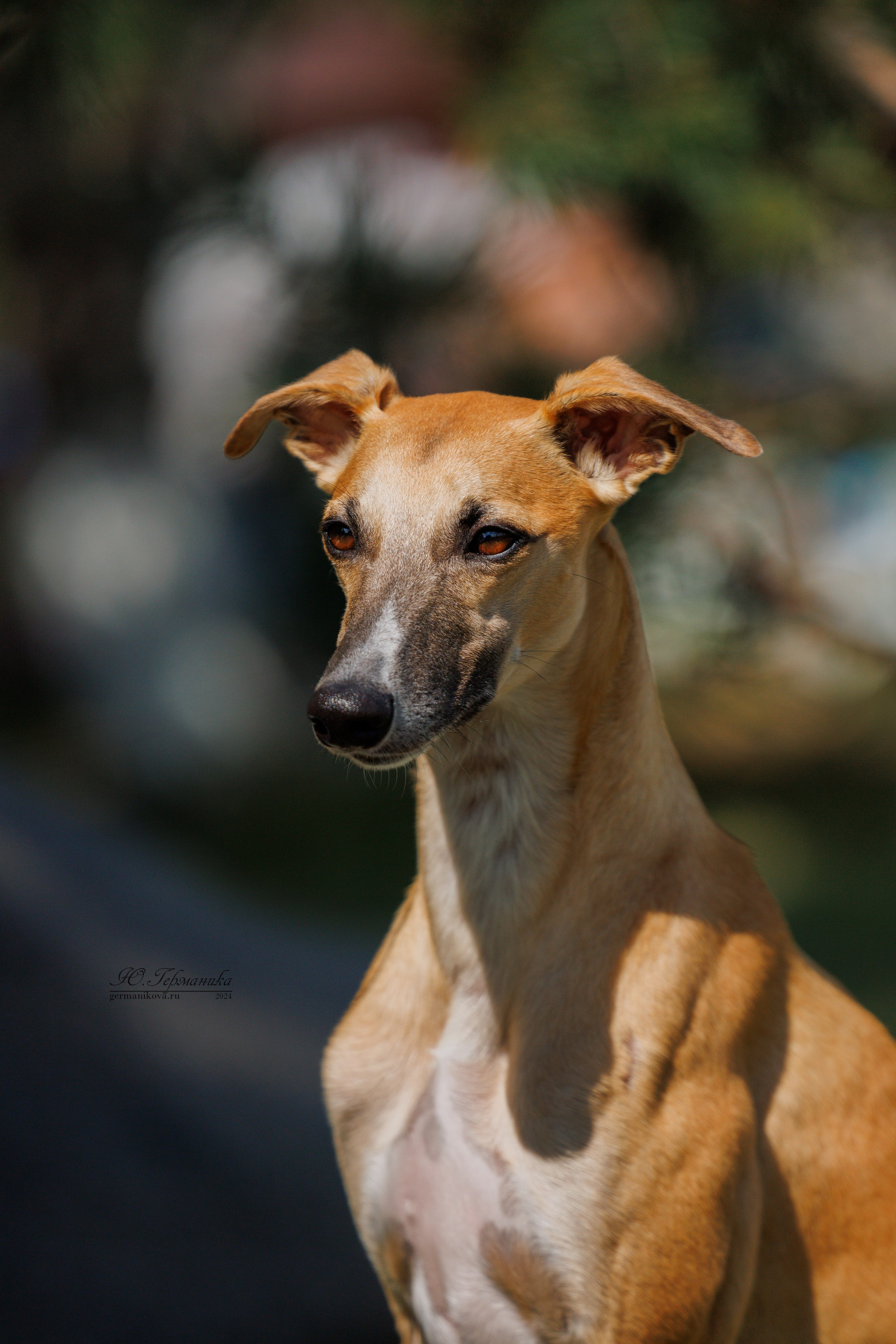 Астана 2хCACIB 17-18.08.2024. Фотограф-анималист Юлия Германика