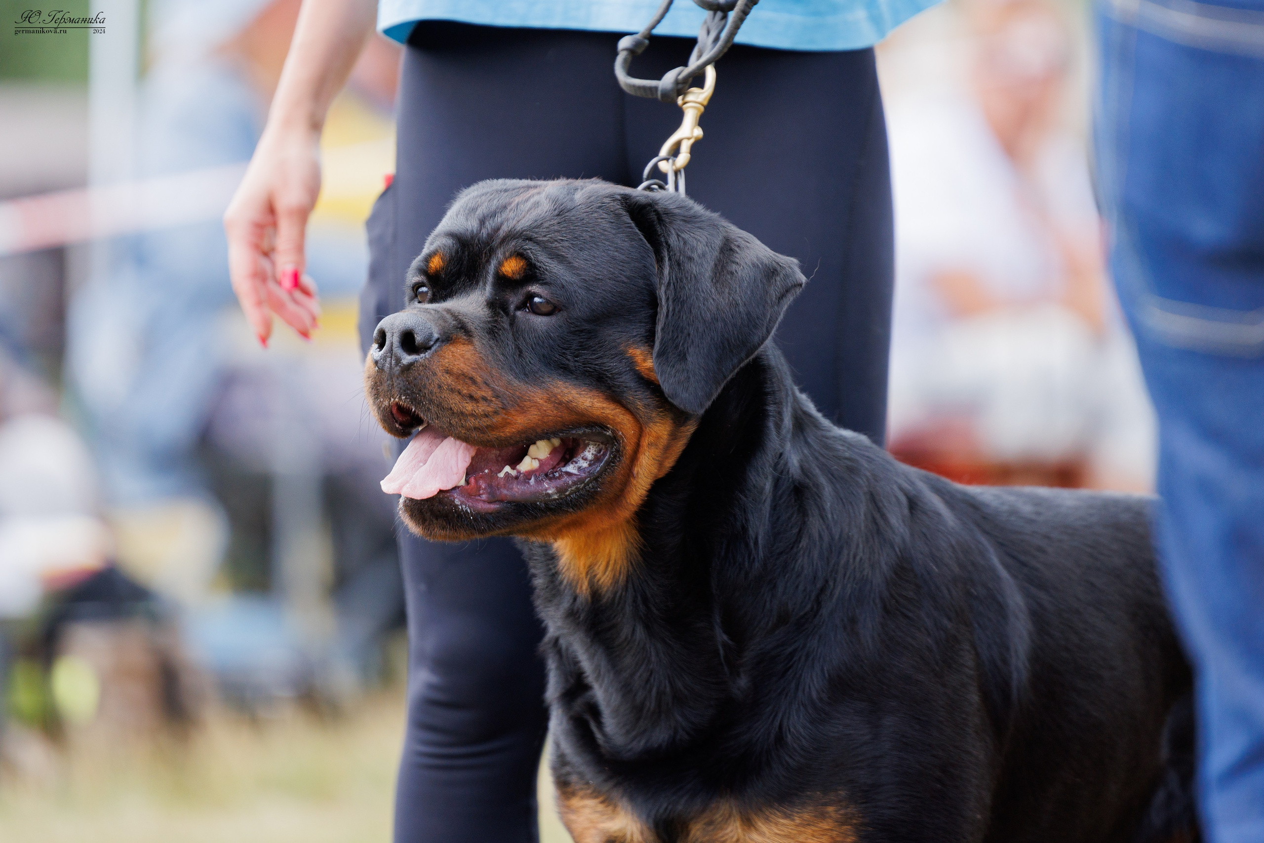ПК и КЧК ротвейлеры Тверь 6-7.07.2024. Фотограф-анималист Юлия Германика