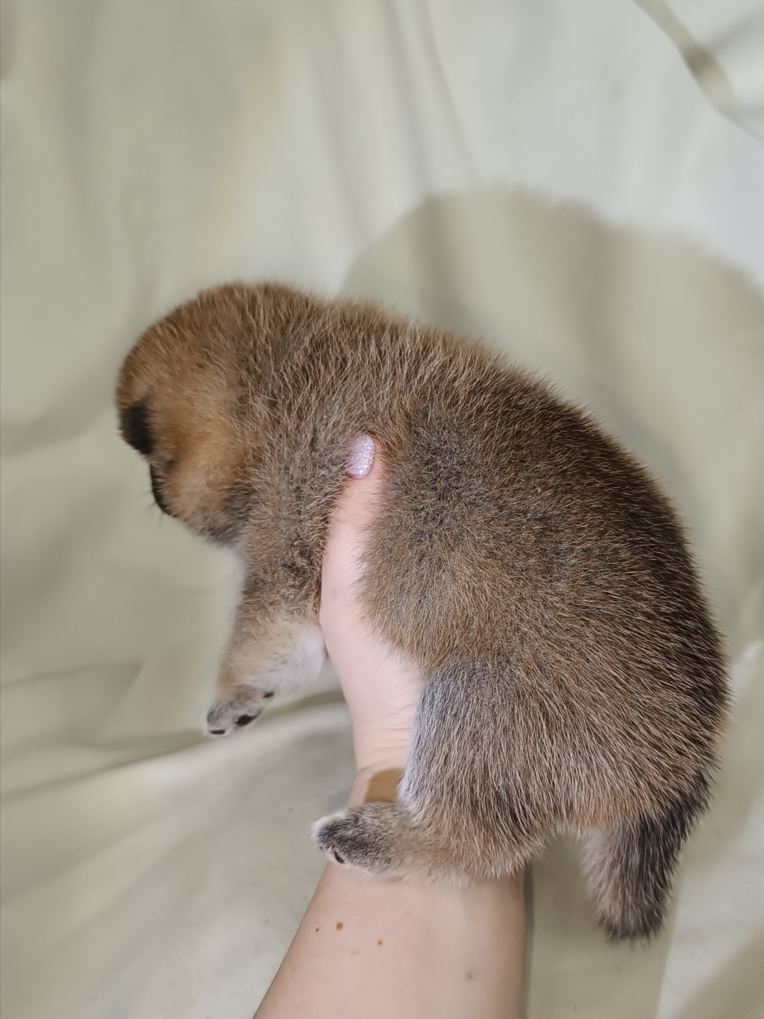 сиба питомник Рубилайт щенки на продажу rubylight  сиба щенки купить СПб Санкт-Петербург 