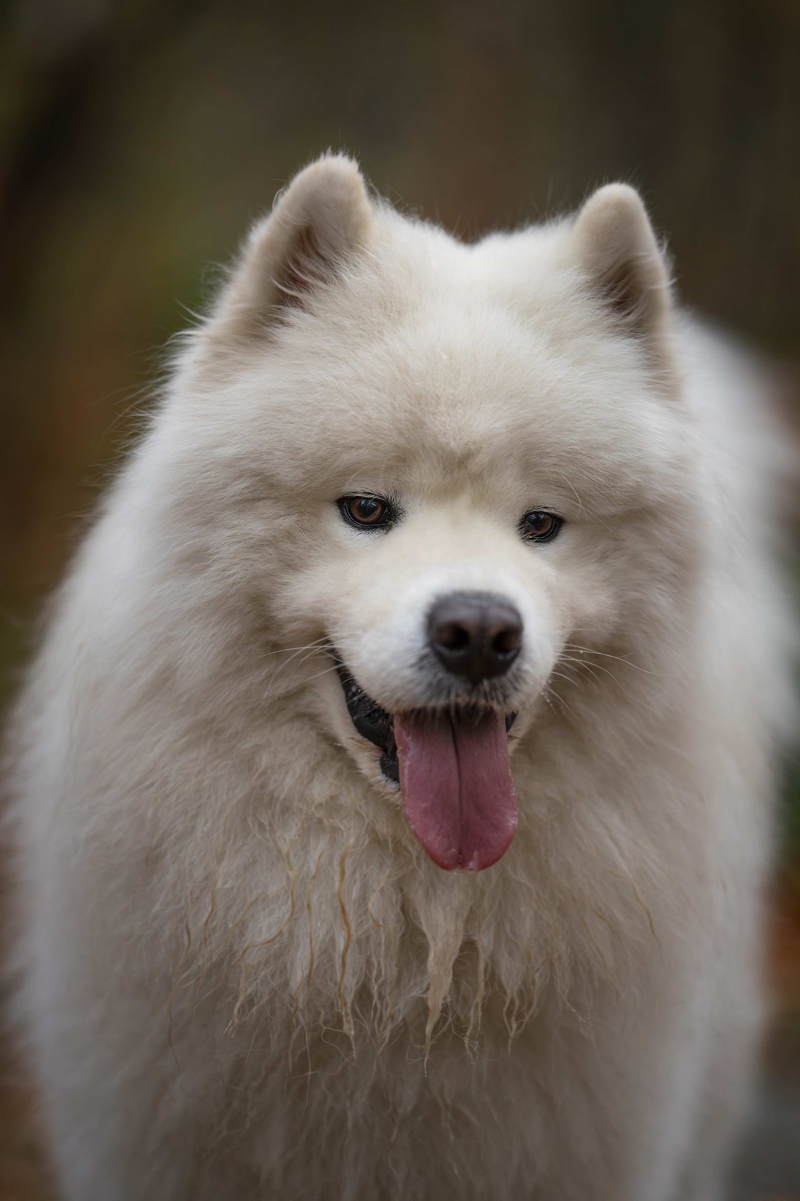 Самоед Олаф. Главная