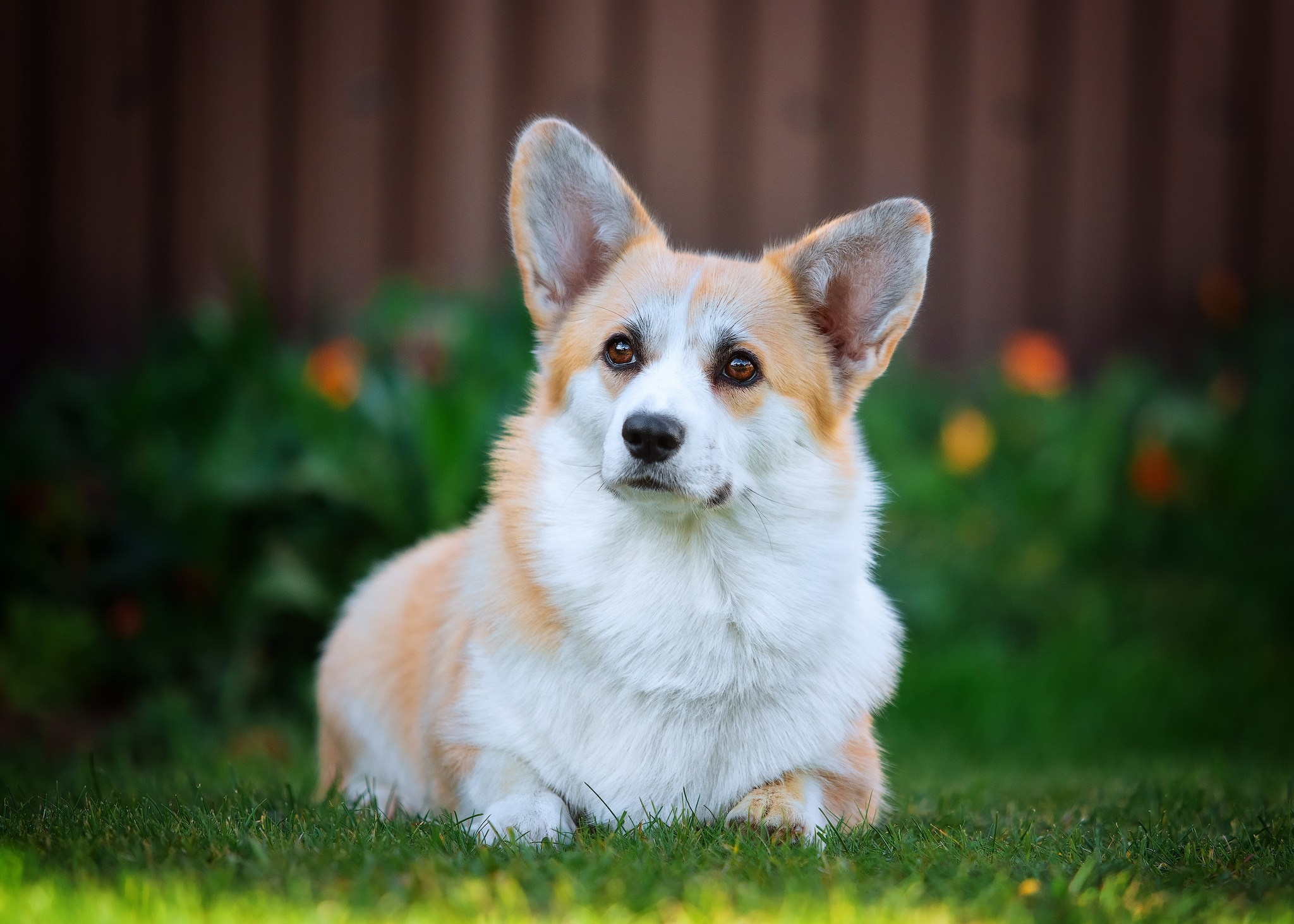 Разные породы