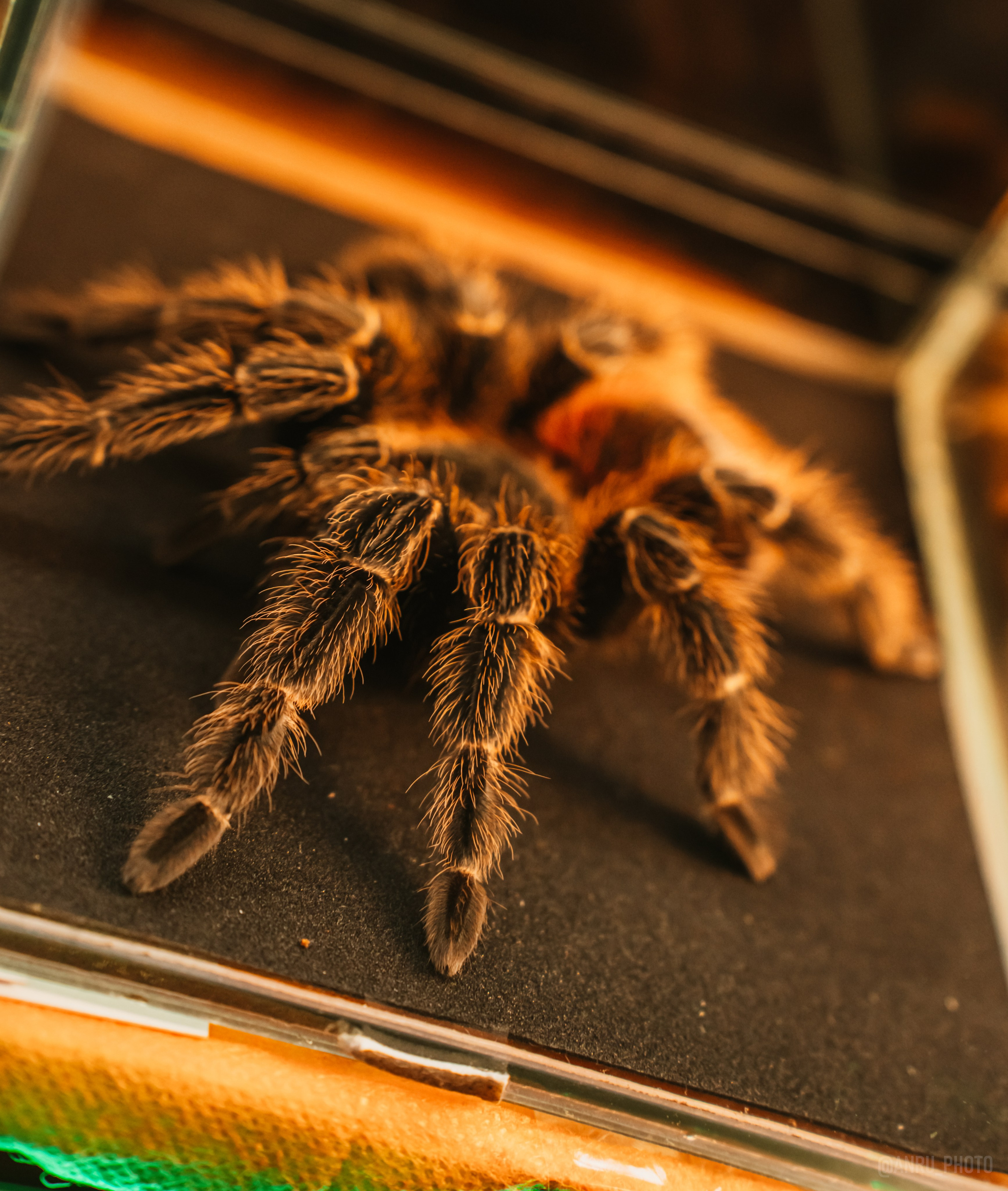 Рептилиум. Репортажный фотограф Анастасия Рубцова