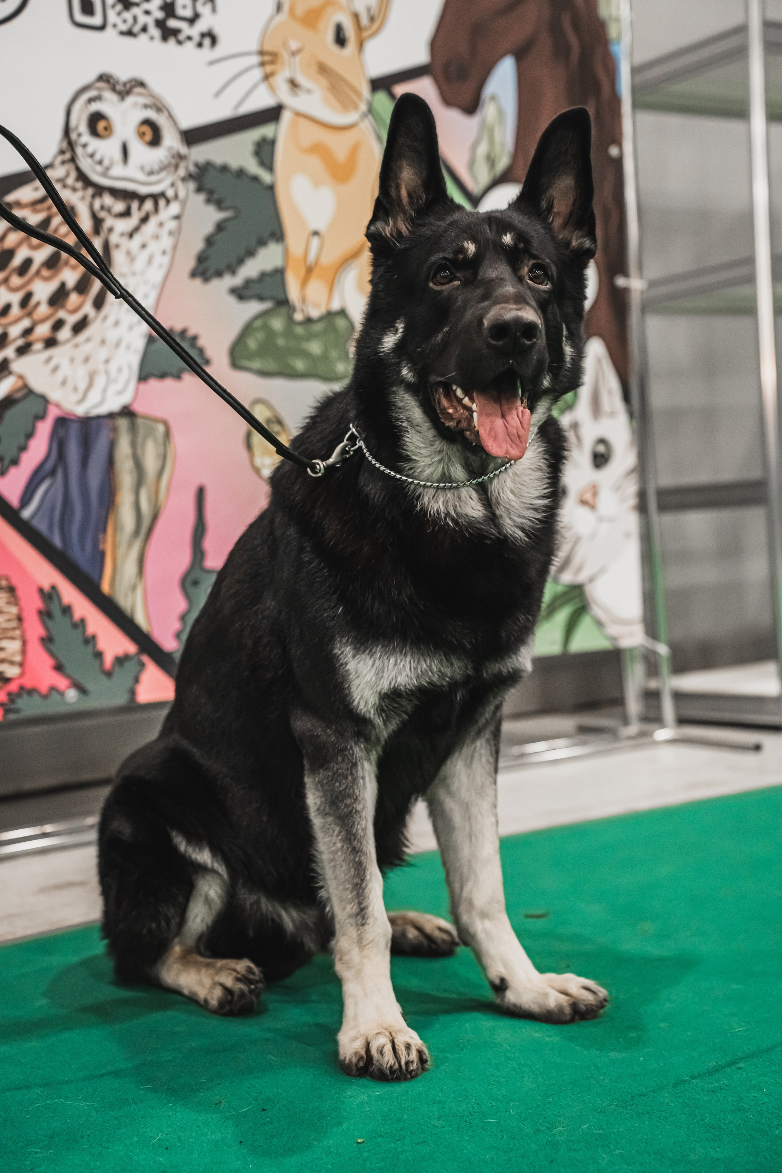 Международная выставка собак всех пород. Репортажный фотограф Анастасия Рубцова