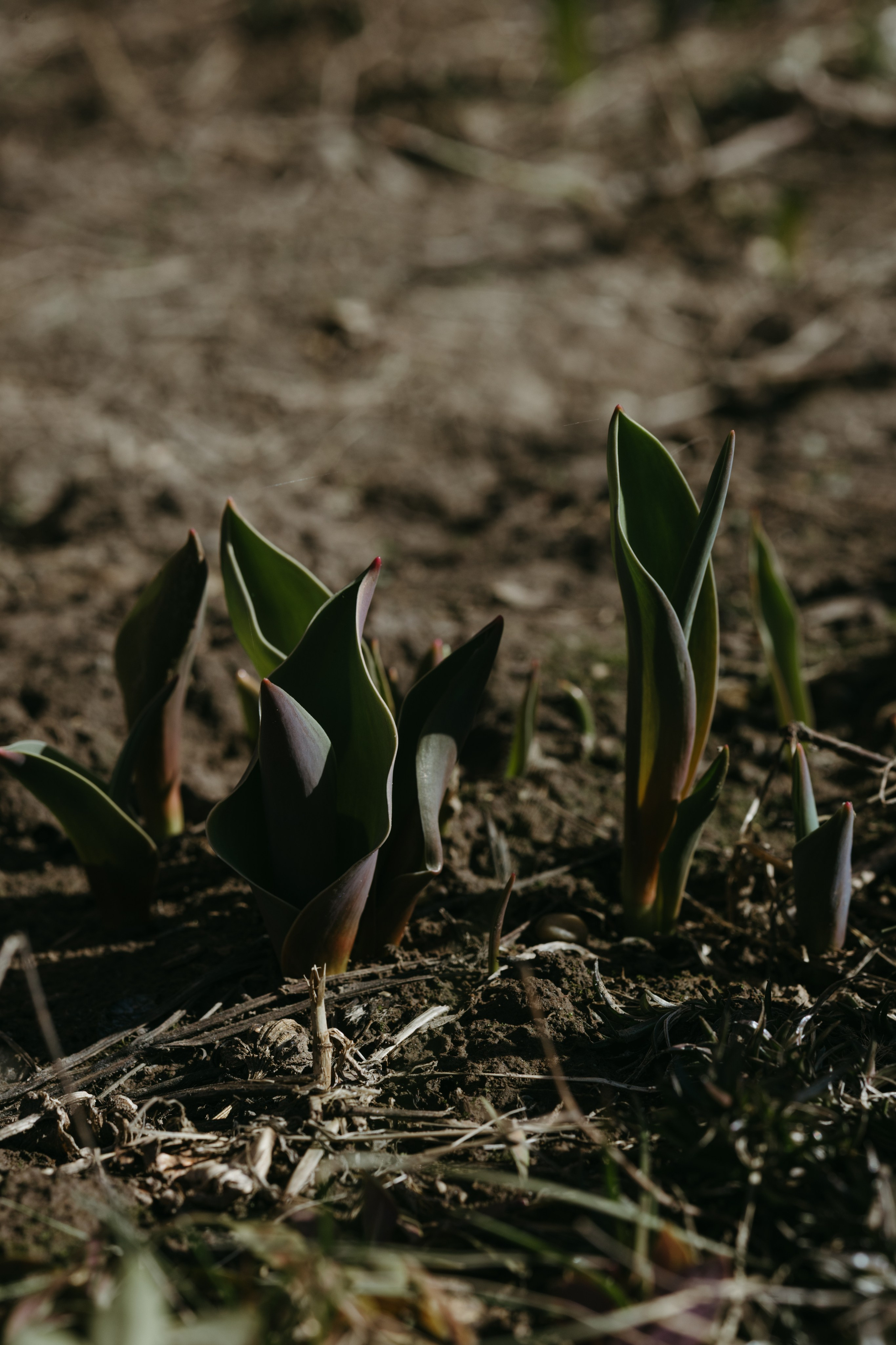 Зимний и летний сад. Фотограф Эльмира Лин