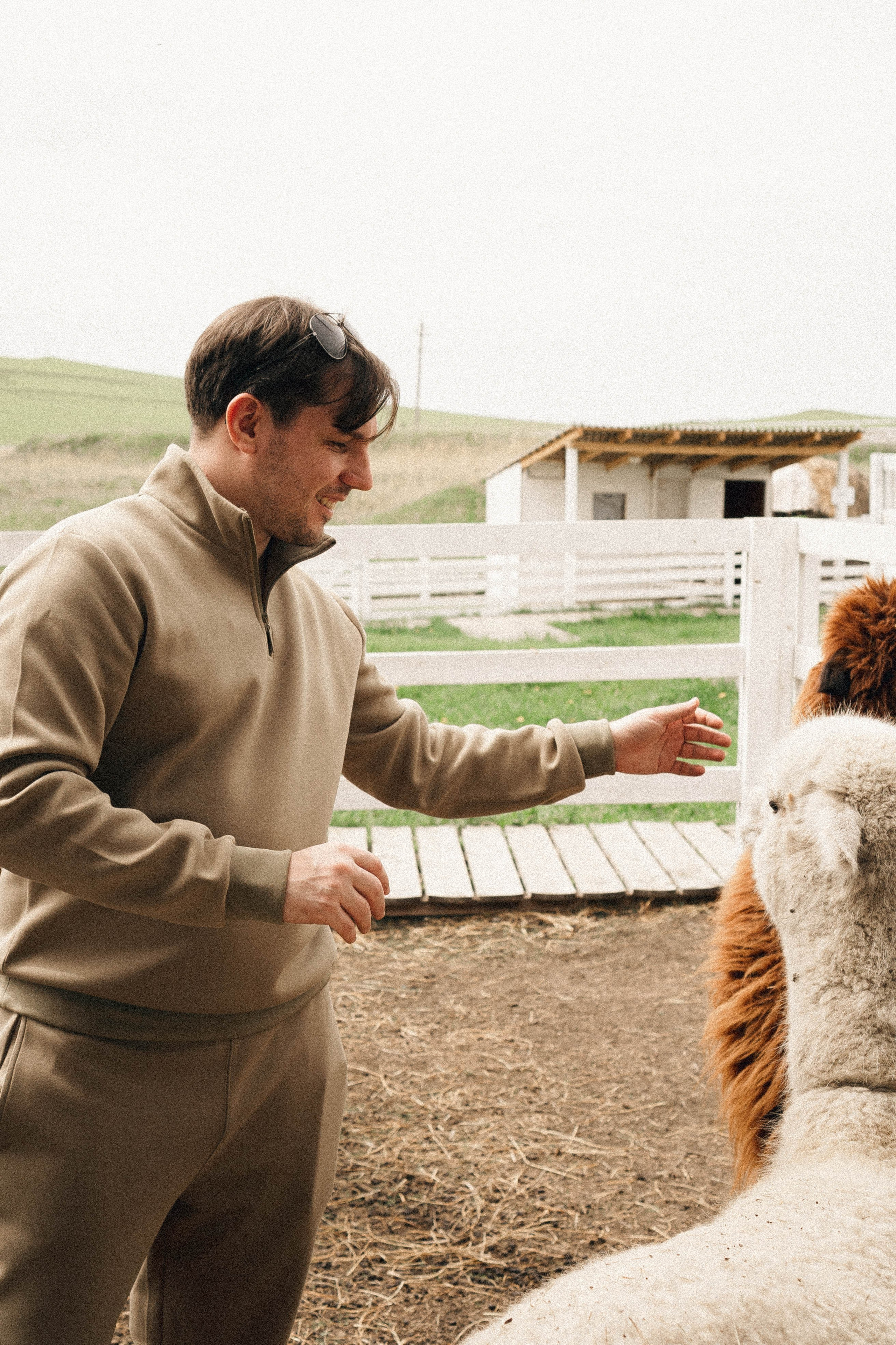 Ферма Альпак. Профессиональный фотограф, Санкт-Петербург — Виктория Богомолова