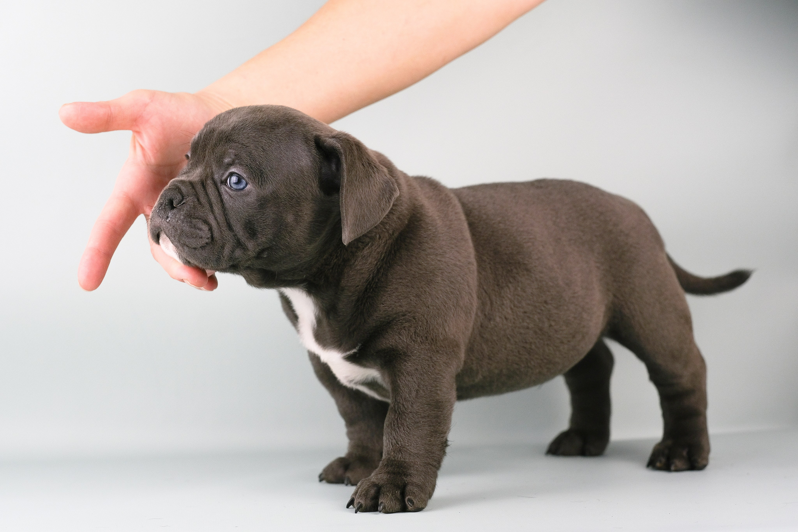 Американский Булли. Фотограф и видеограф анималист Аганина Дарья