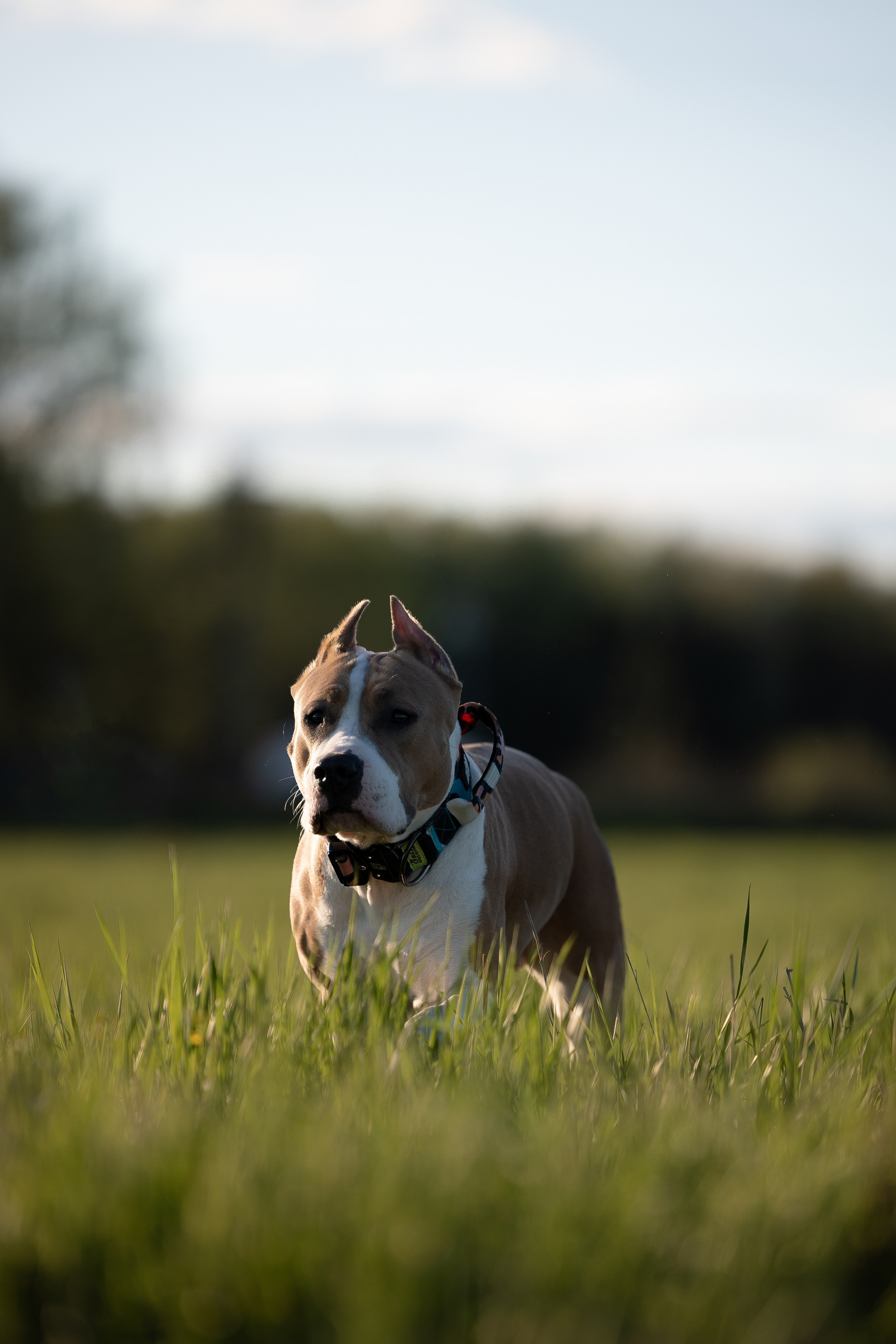 Шуня и ее семья. Фотограф и видеограф анималист Аганина Дарья