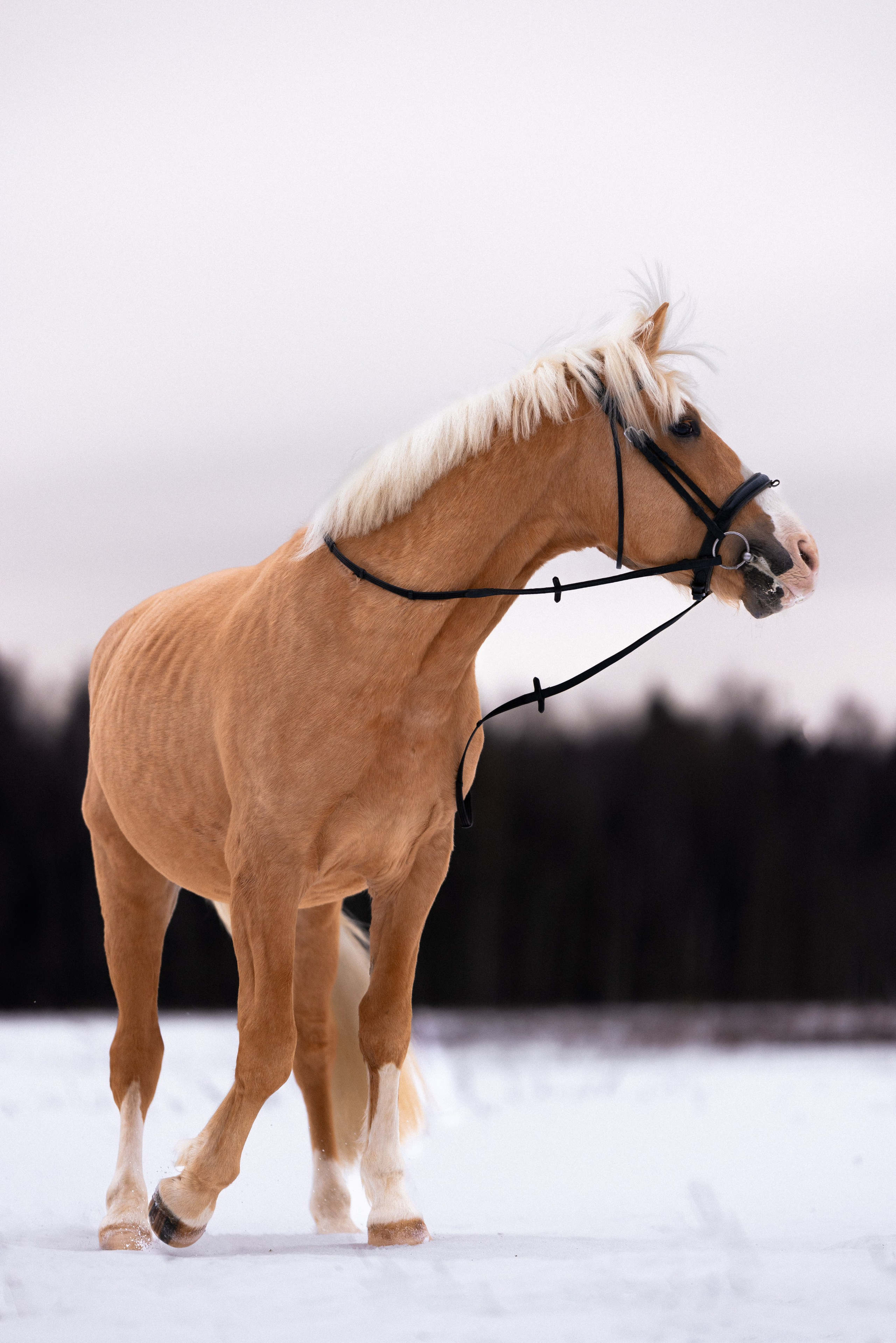 Бейкер. Фотограф и видеограф анималист Аганина Дарья
