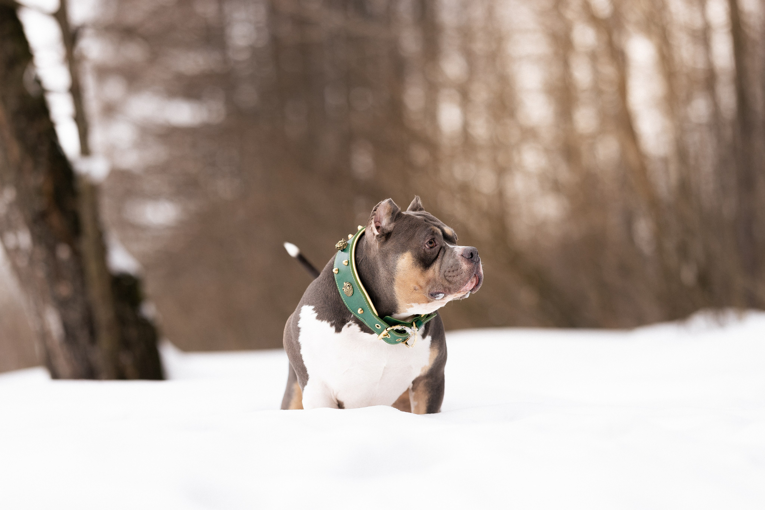 Лера и Наган. Фотограф и видеограф анималист Аганина Дарья