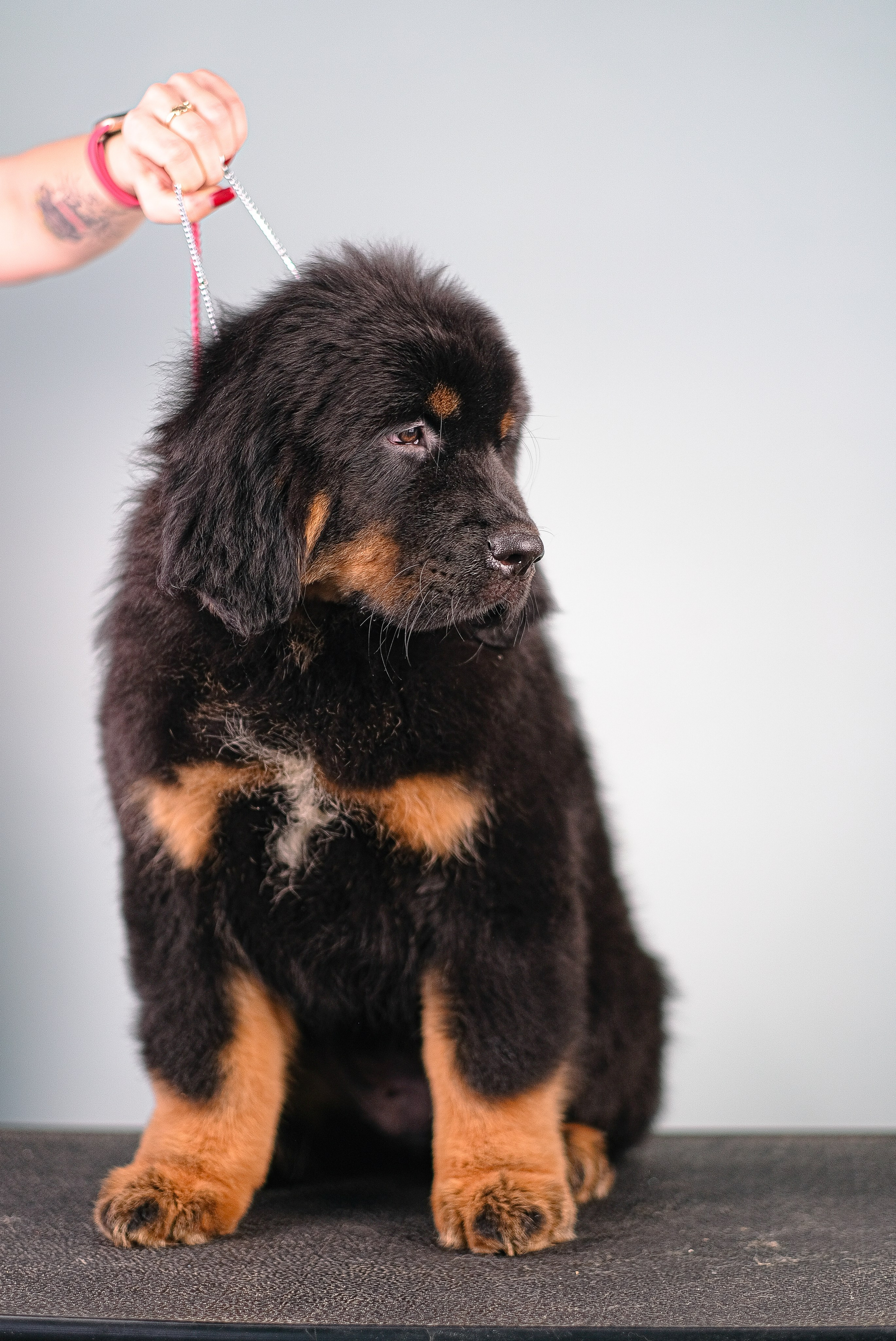 Тибетский мастиф. Фотограф и видеограф анималист Аганина Дарья