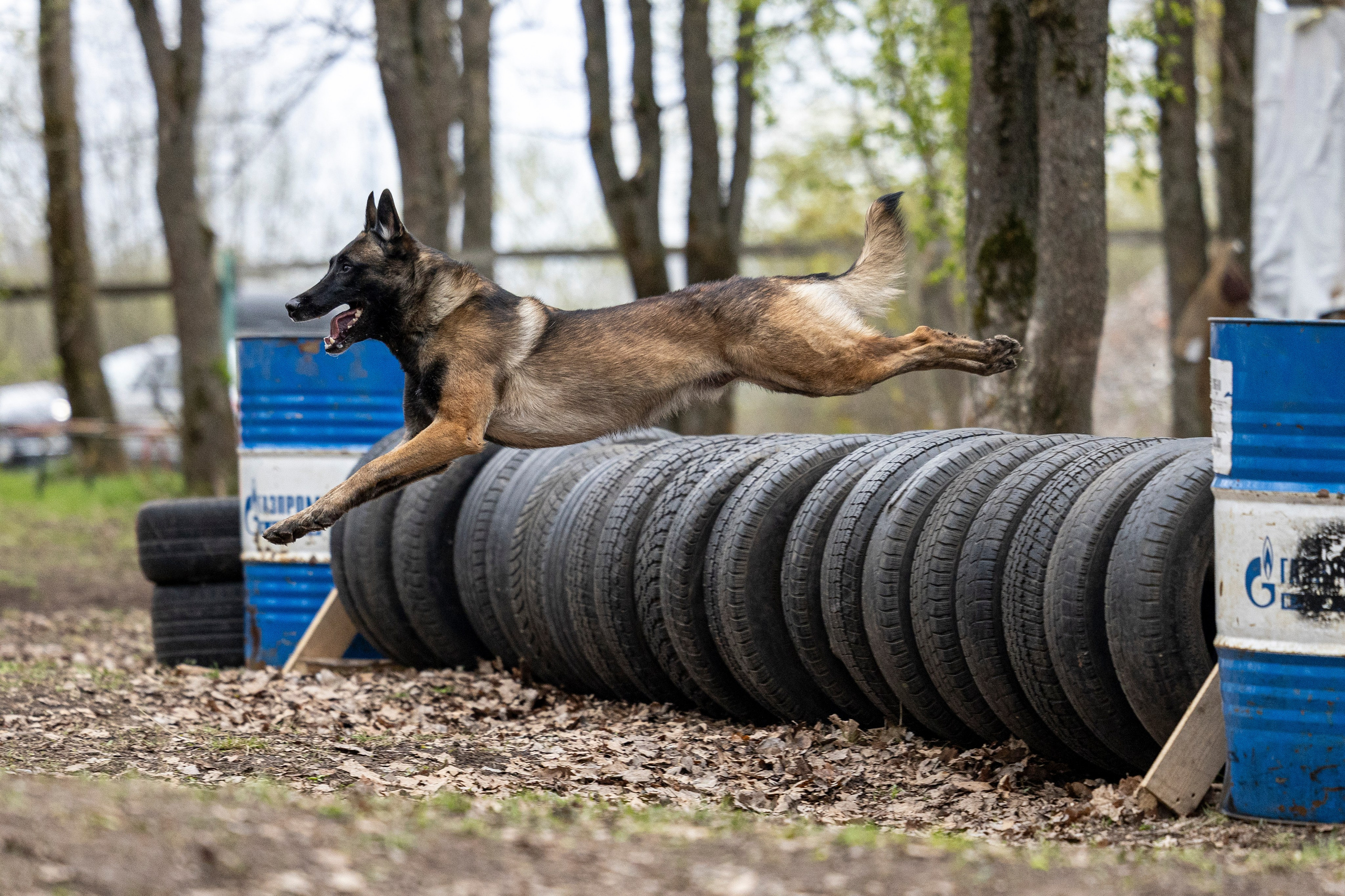 Квалификационные состязания по мондьорингу г. Вологда 11.05.24. Фотограф-анималист Анна Маринич