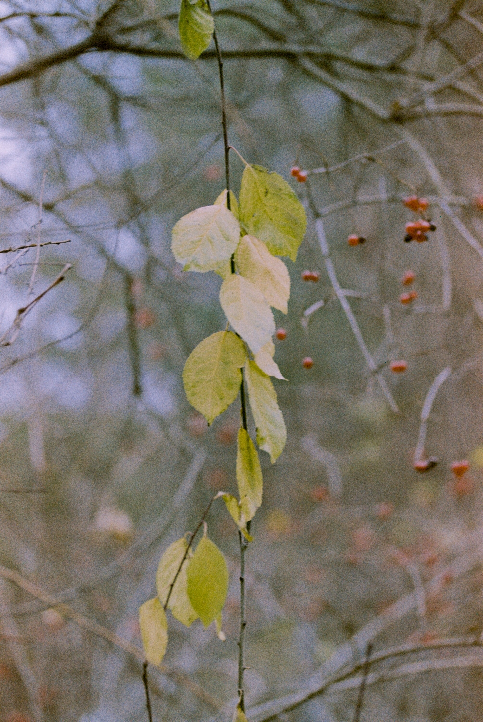 Осень на просроченную Kodak Color Plus 200 и Contax N1 с макро-объекти
