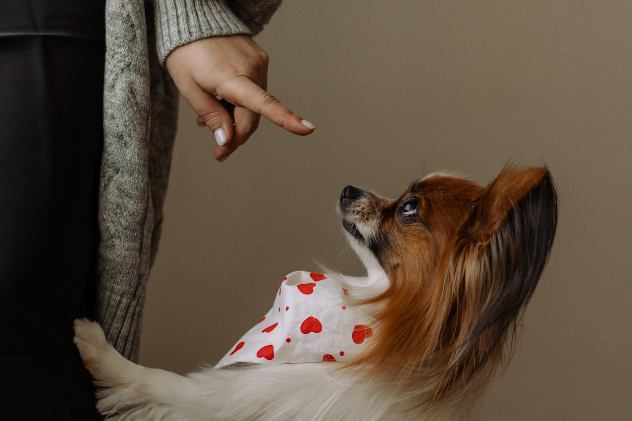 Женя и Брю. Фотограф — Анималист | Санкт-Петербург