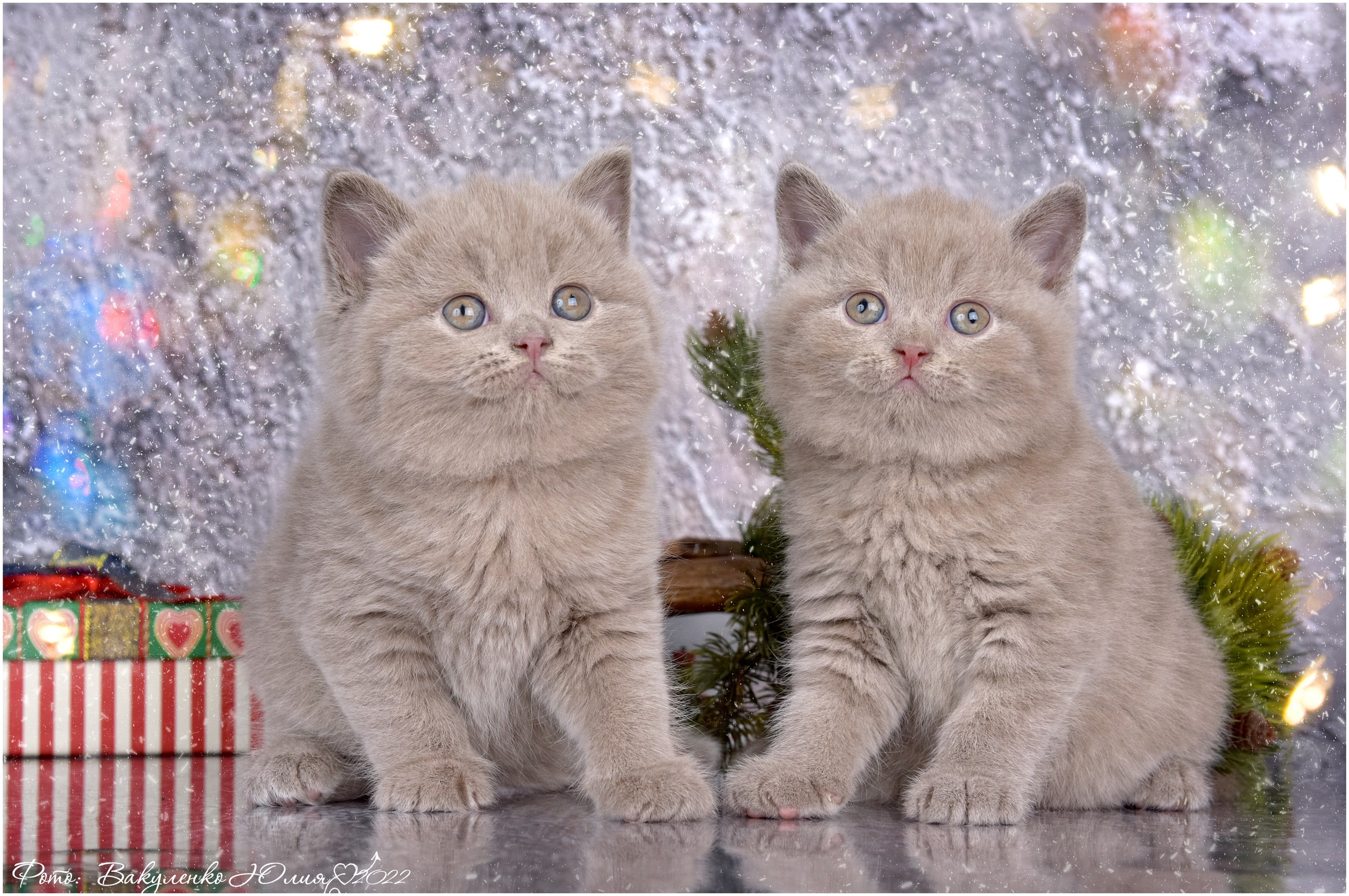 Котята. Фотограф анималист | семейный Юлия Вакуленко, г. Краснодар