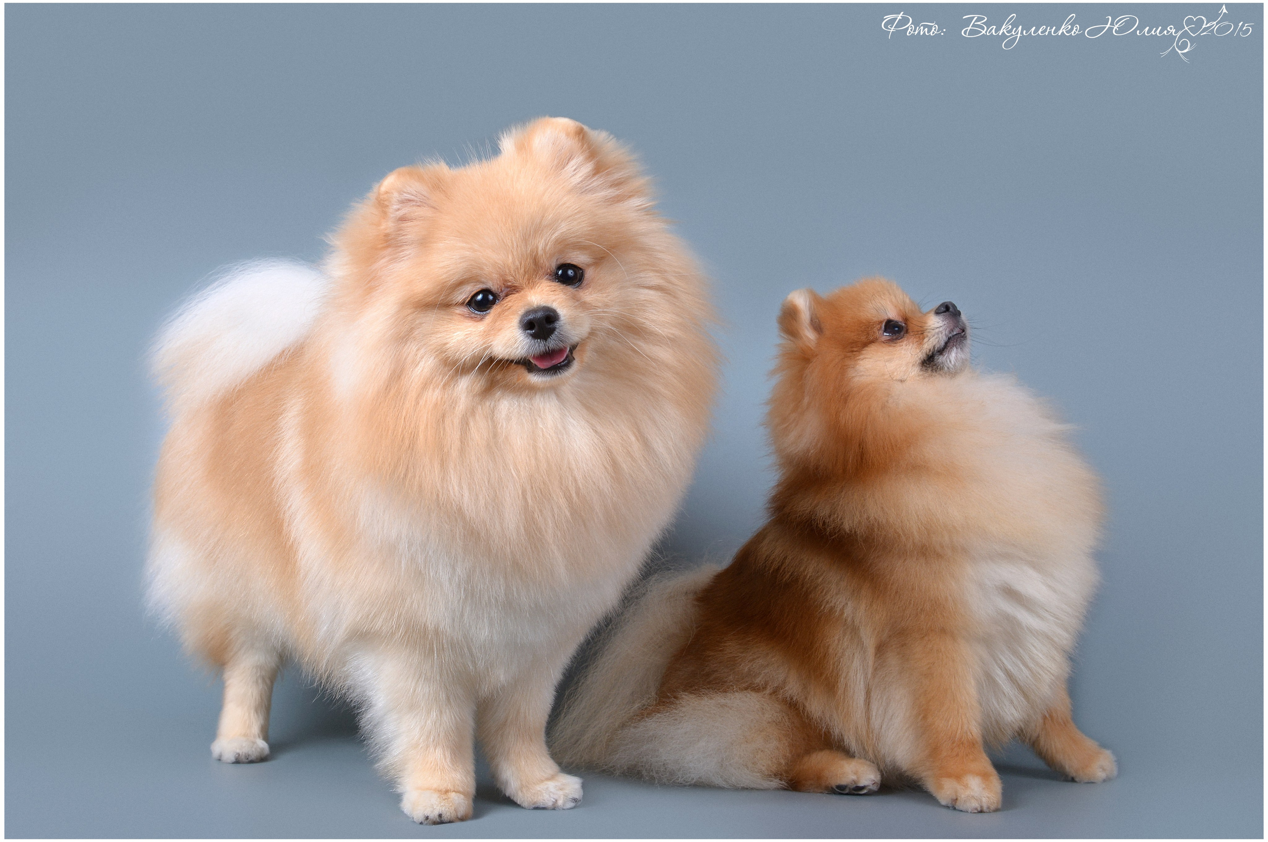 Студийная съемка. Фотограф анималист | семейный Юлия Вакуленко, г. Краснодар