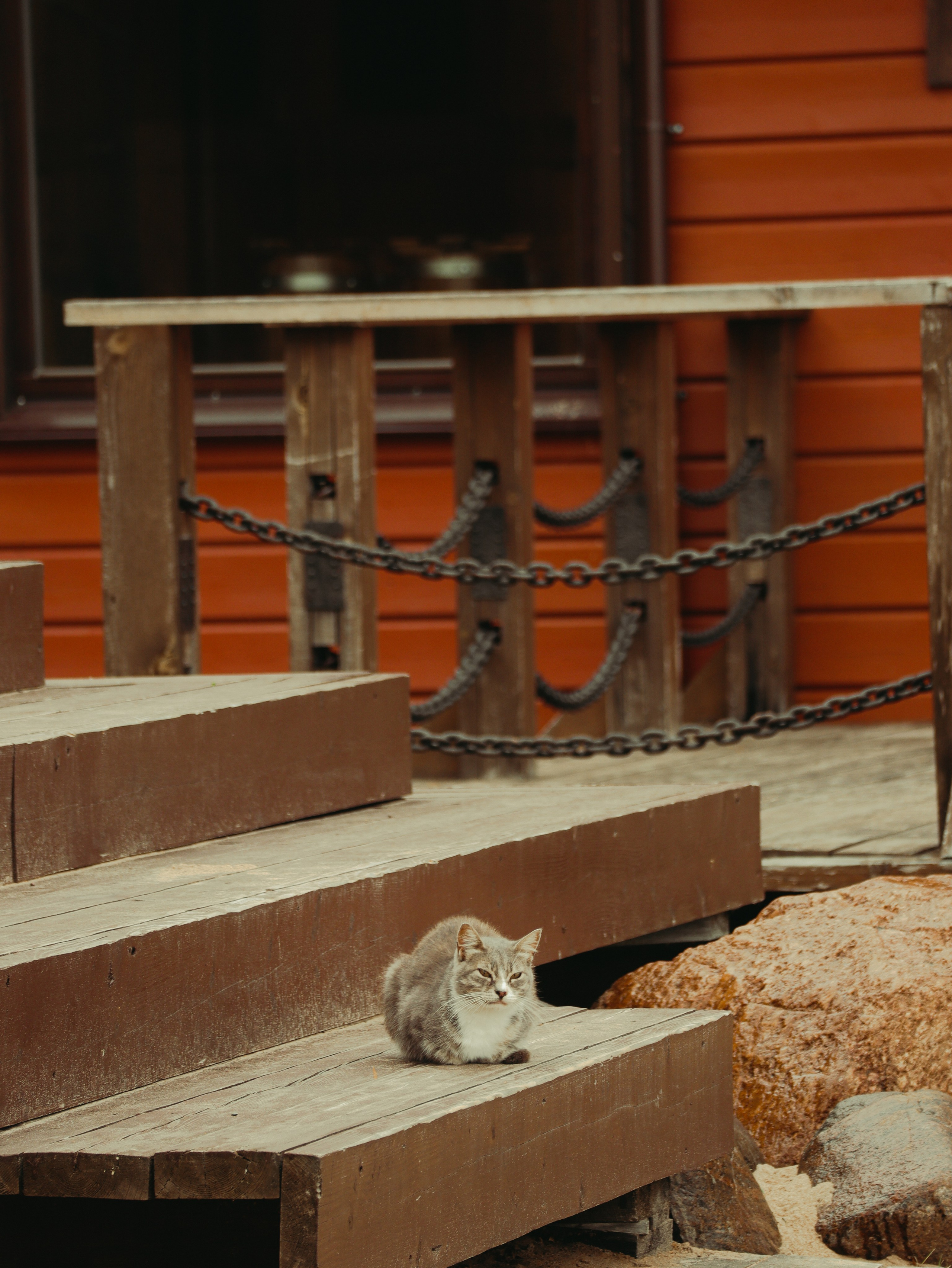 Питомцы. Кинематографичный фотограф, видеограф Лина Плешакова, Санкт-Петербург