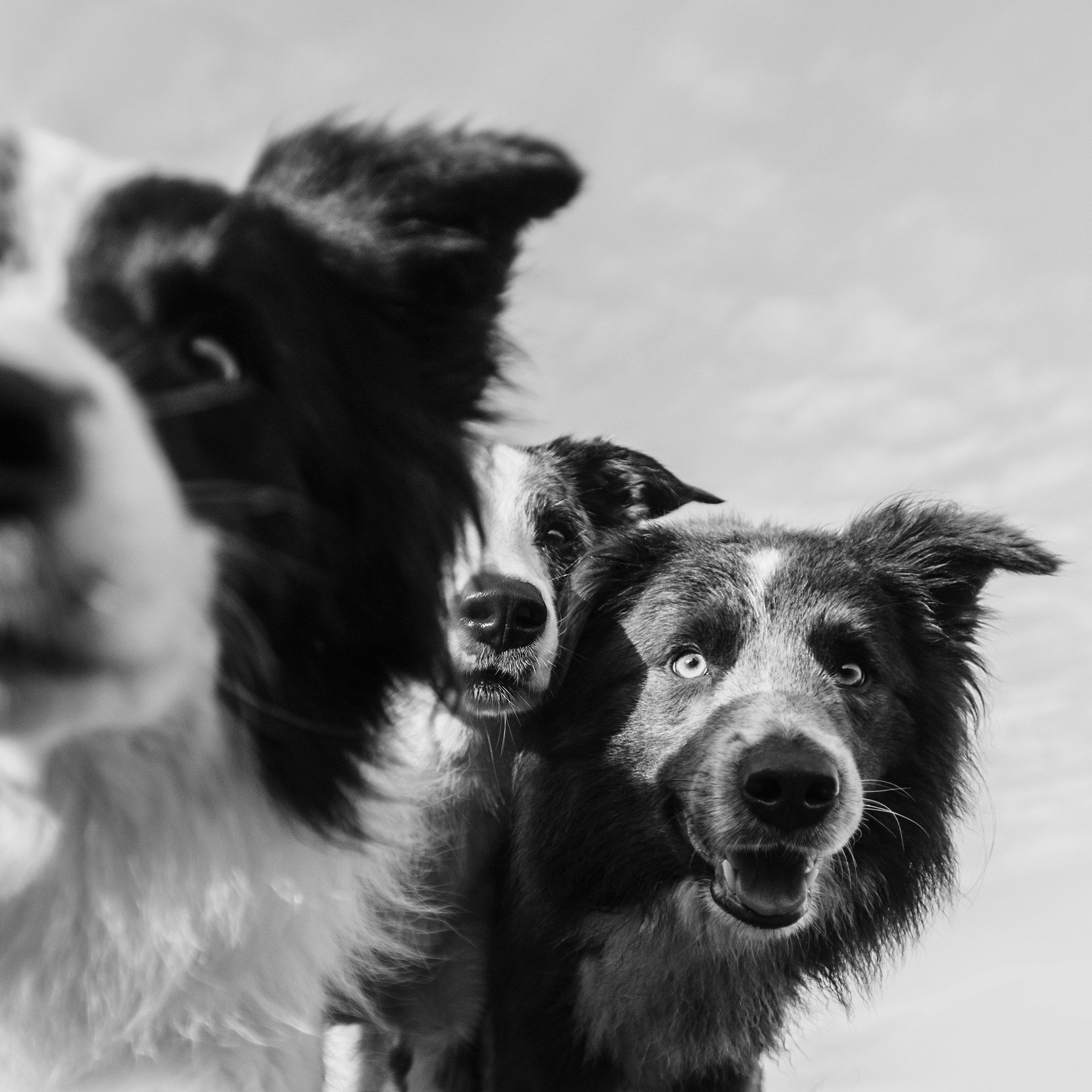 Питомец в кадре. Фотограф Анна Тюрина