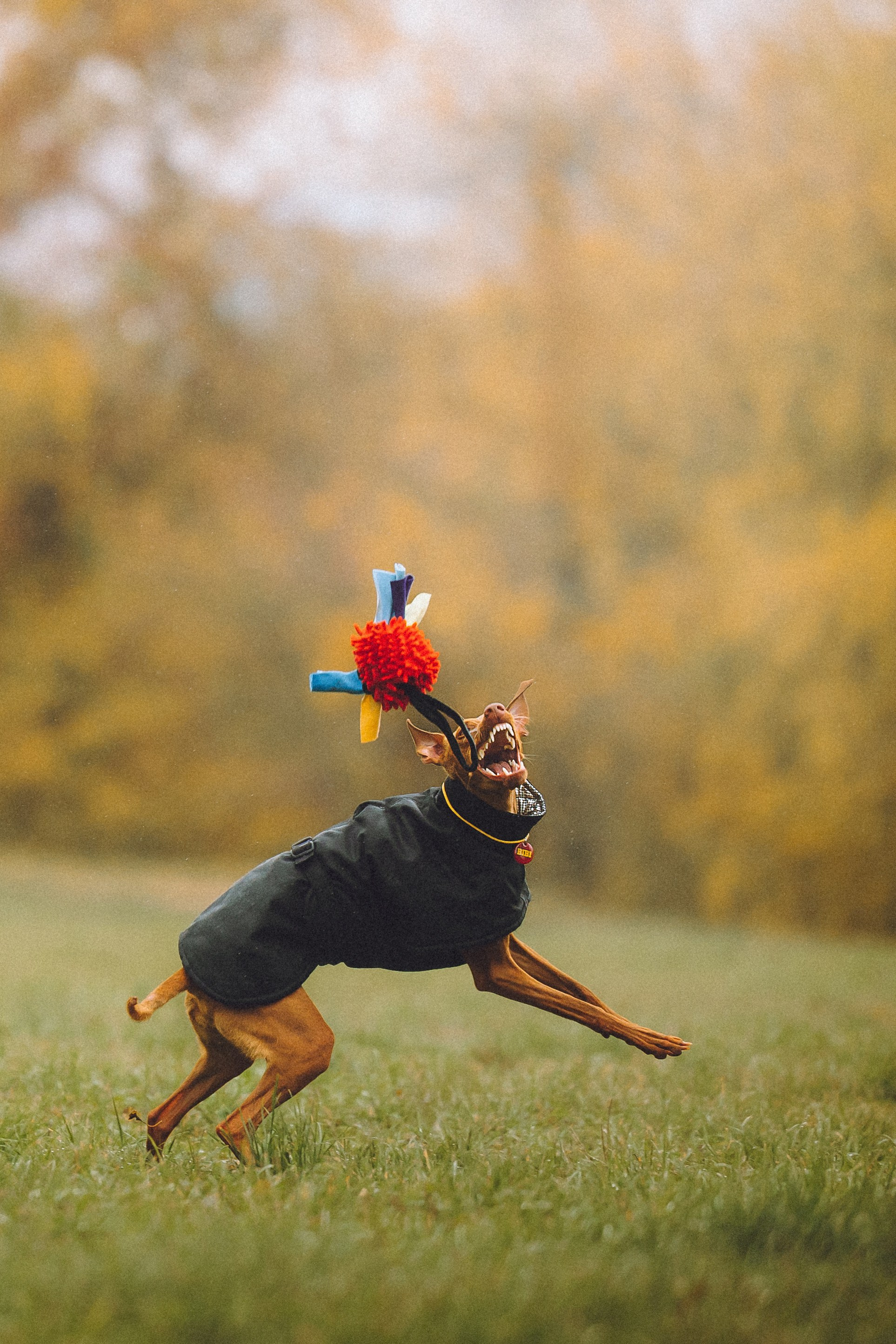 Даша и Биби