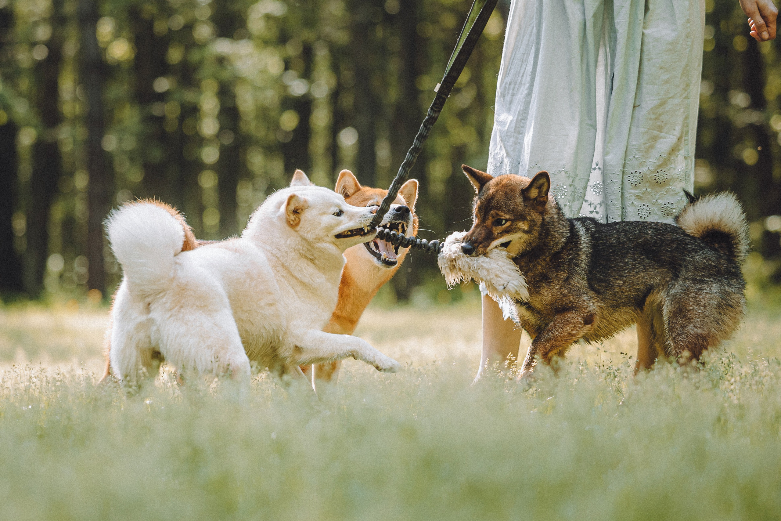 Шед, Цири, Чиби, Цера и их семья