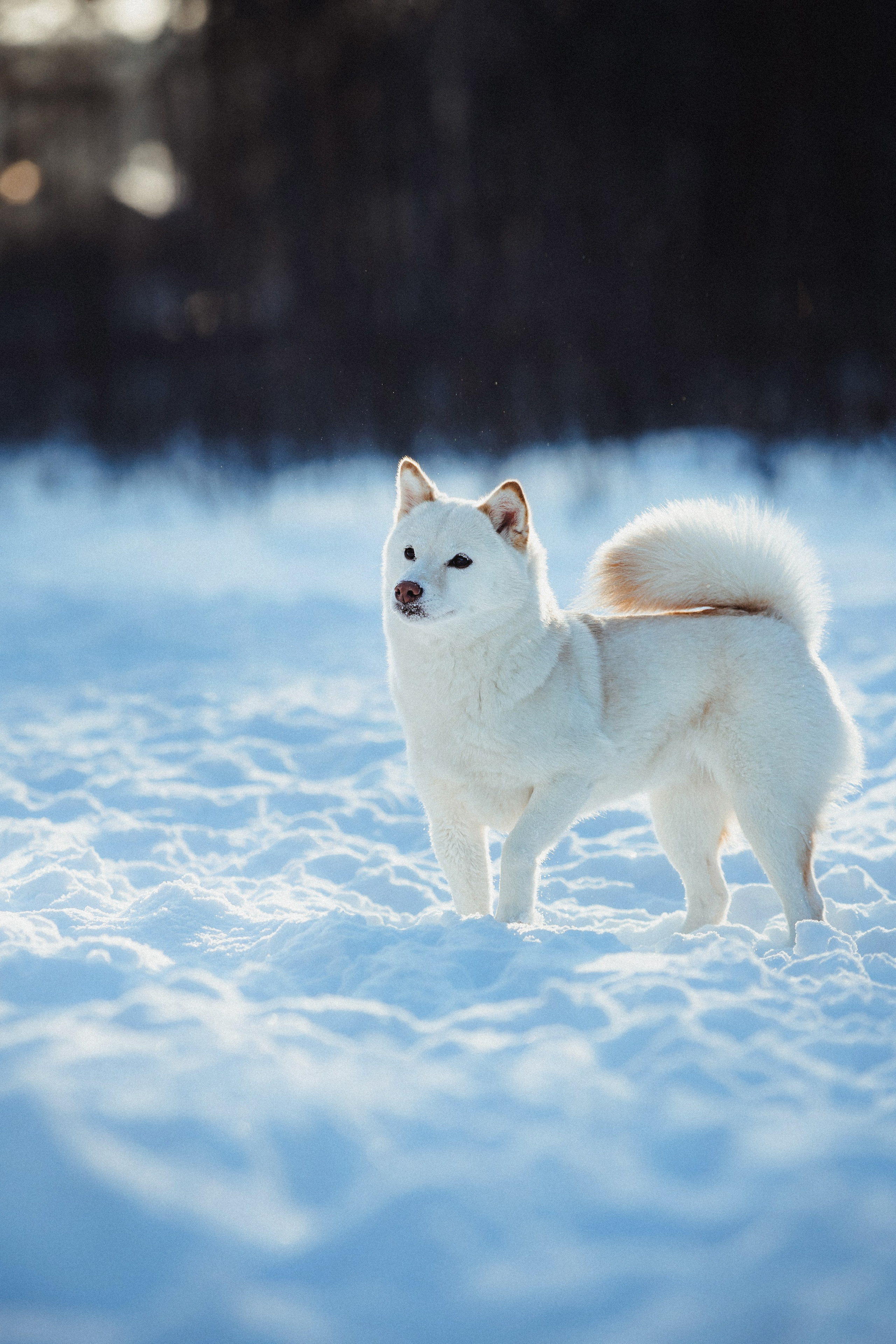 Шед, Цири и Ира