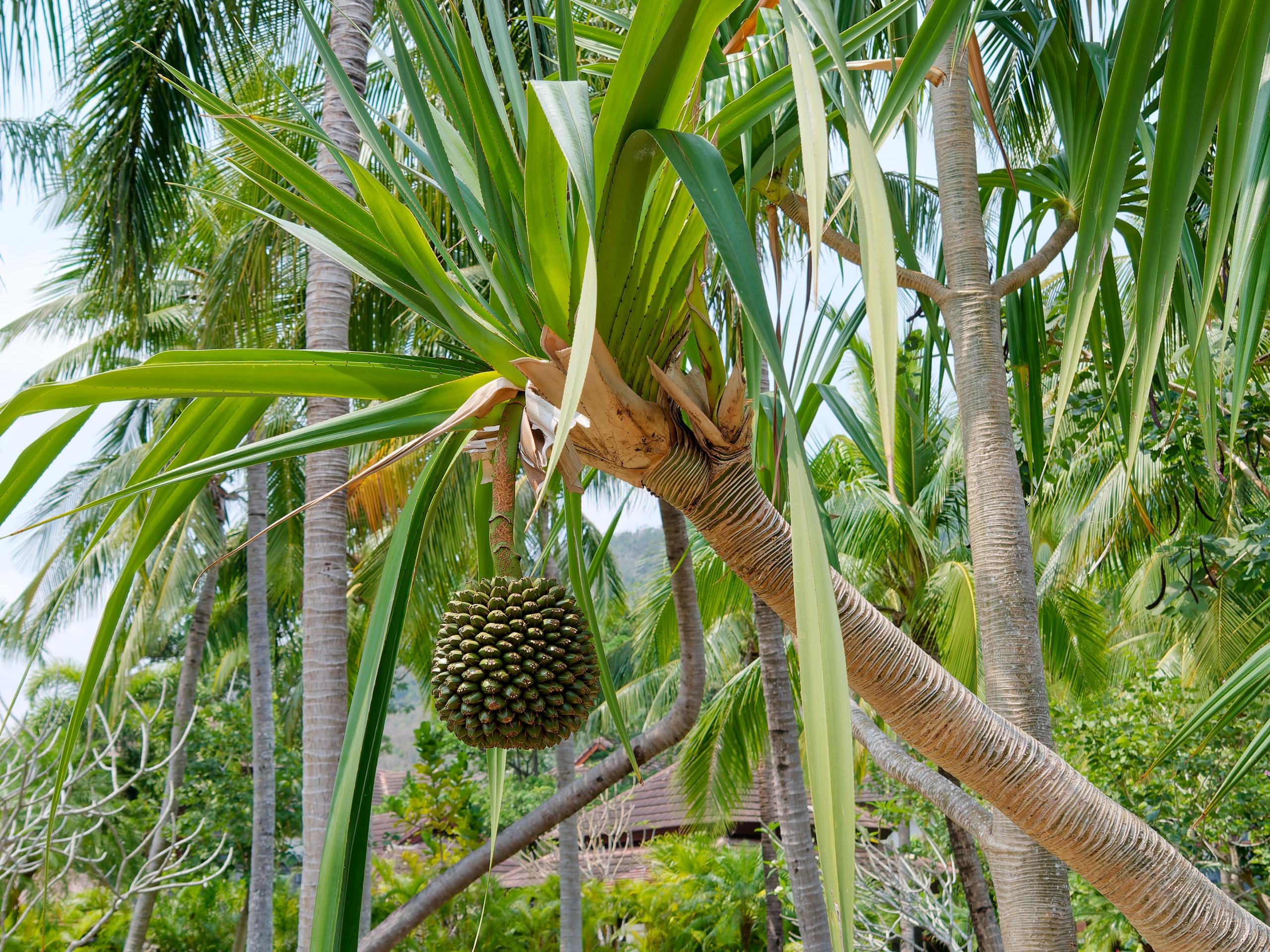 Хайнань 2026, первые впечатления. Фотопрогулки по Миру