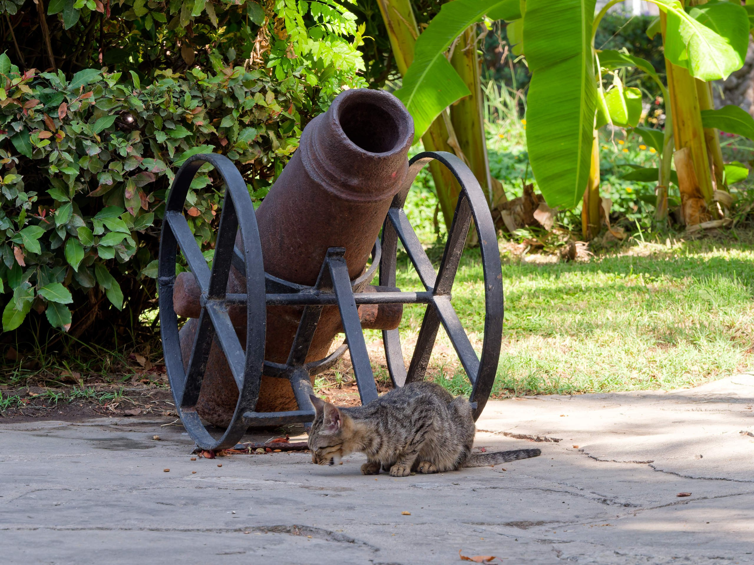 Алания 2025, город, стрит-фото. Избранные фотографии