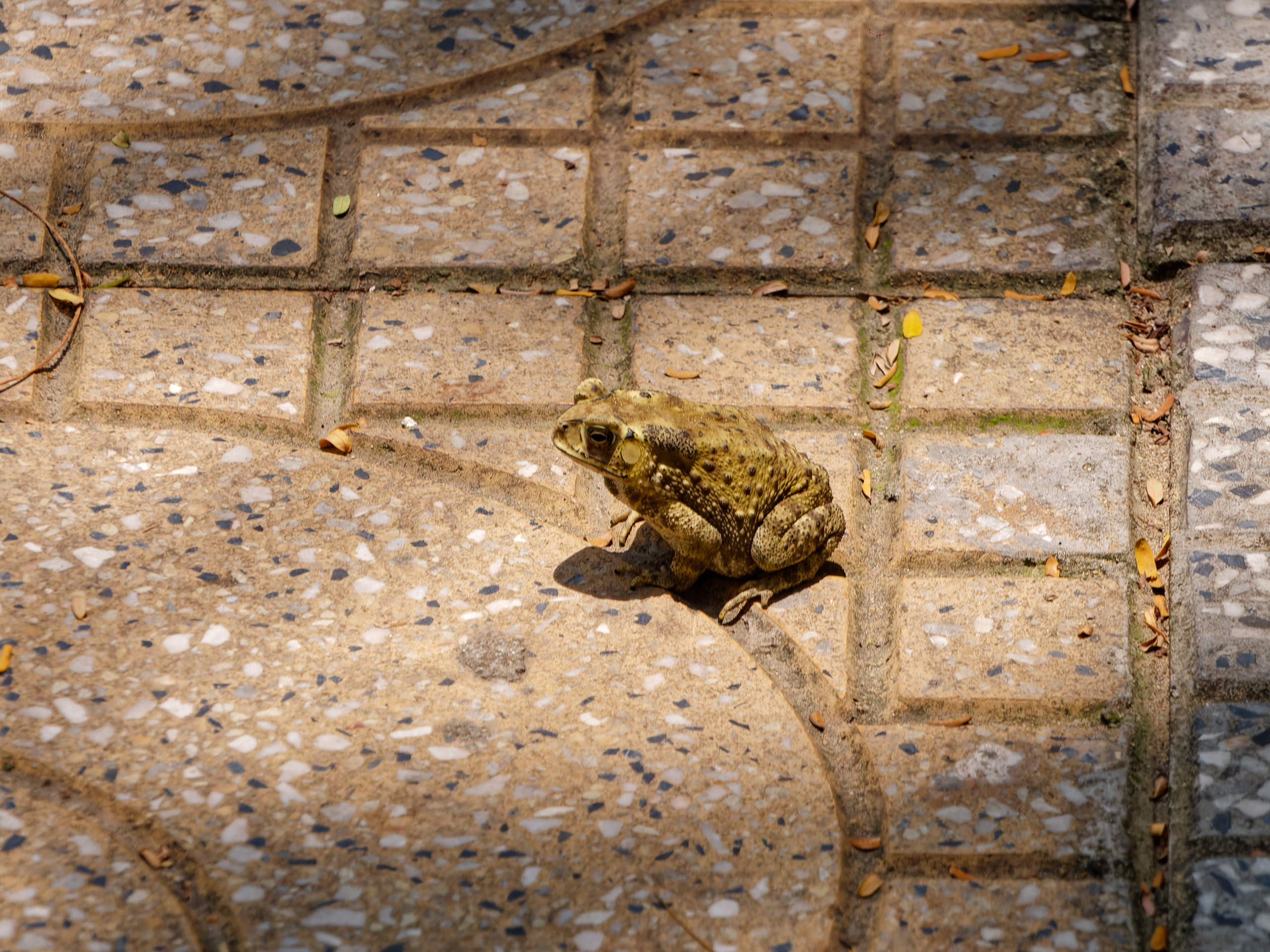 Нячанг 2025 (7). Избранные фотографии