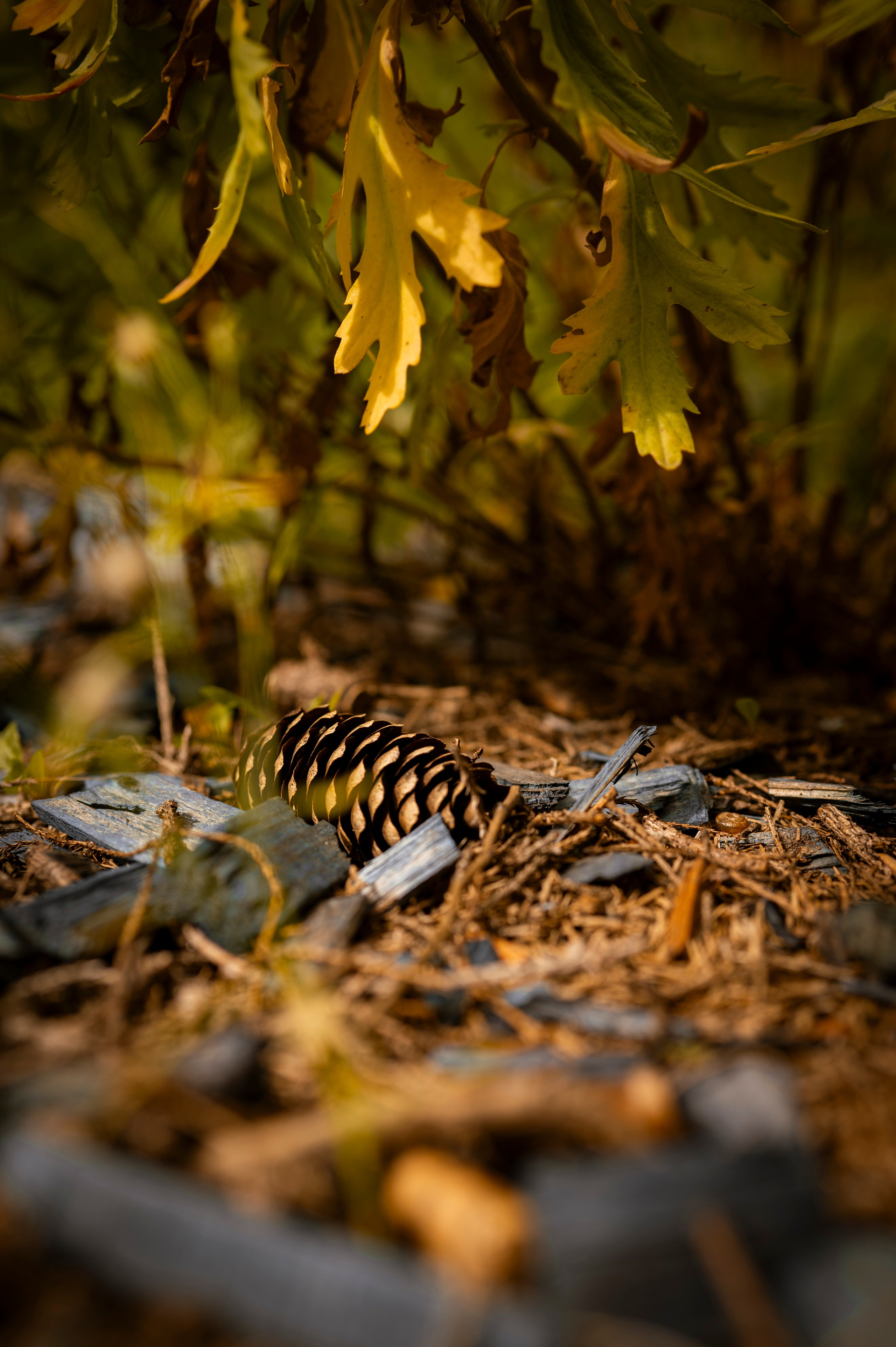 Осень во всей красе. Анна Боровикова, фотограф Пушкино