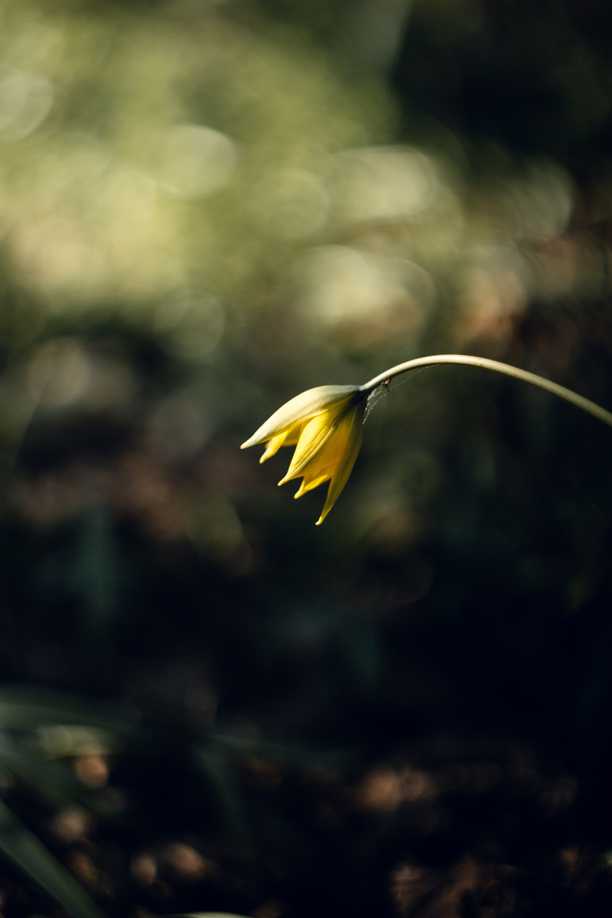Helios. Photographer Mary Matveenko