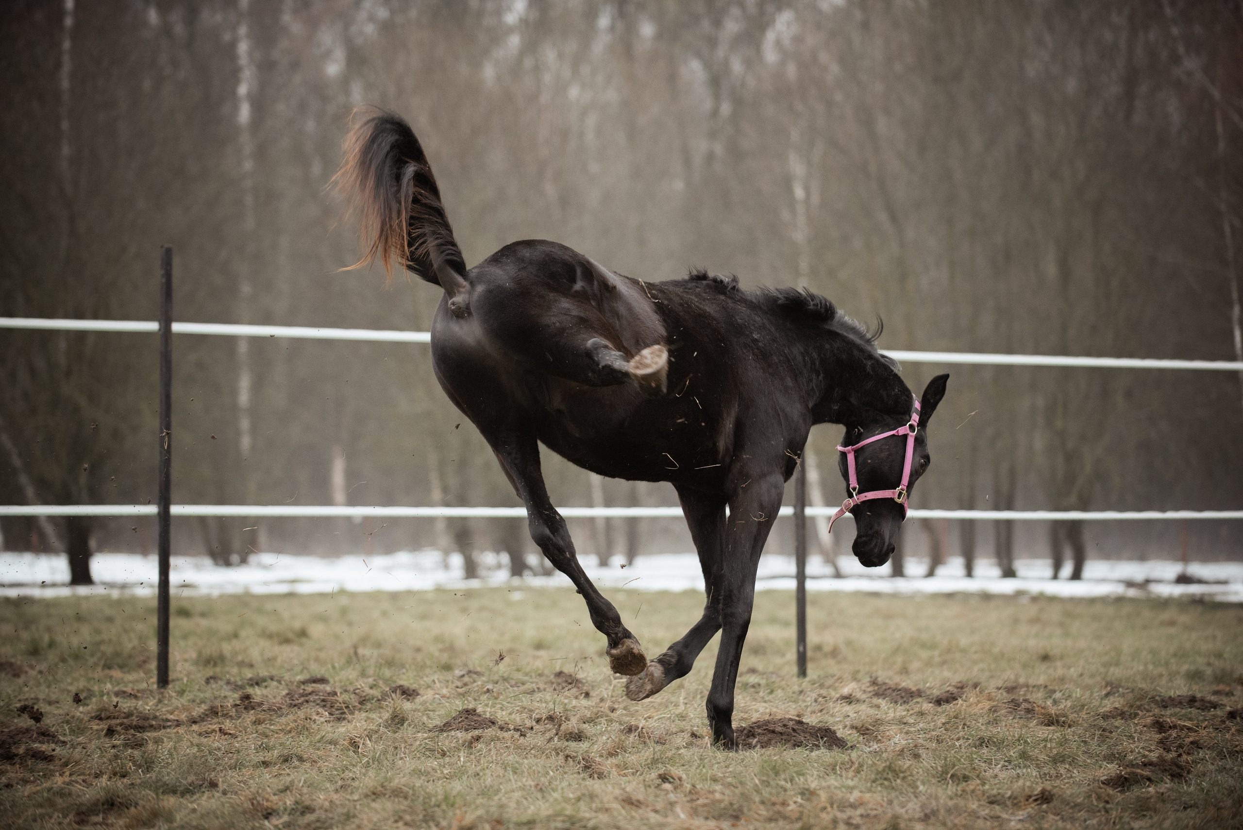 Мелкаши ЮНА. Куракина Дарья • Конный фотограф